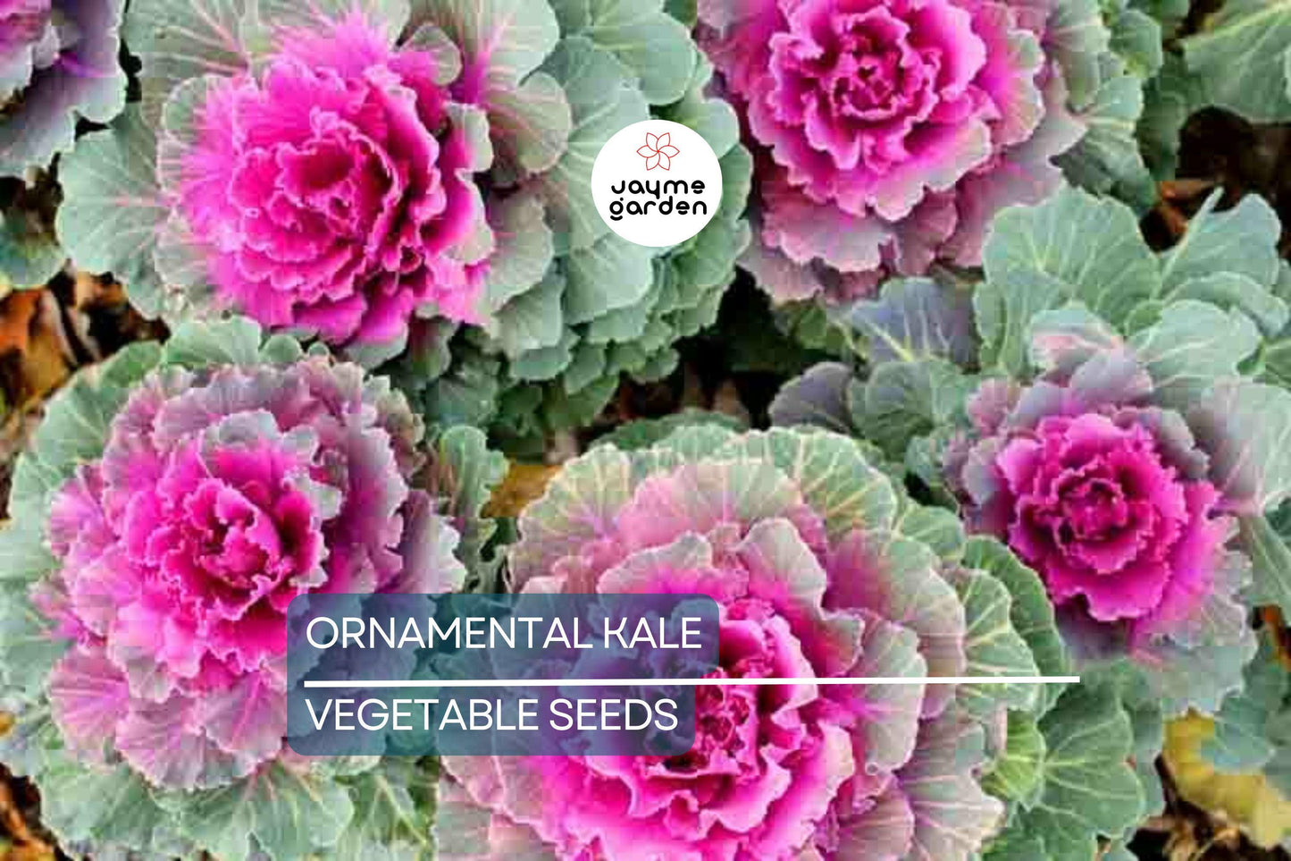 50 Ornamental Kale Seeds – Non-GMO Heirloom, , Decorative Garnish