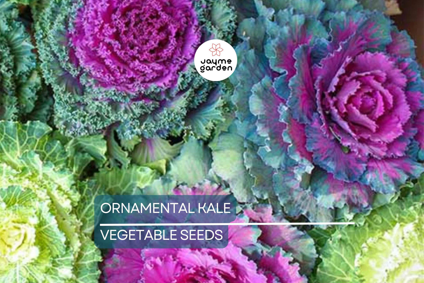 50 Ornamental Kale Seeds – Non-GMO Heirloom, , Decorative Garnish