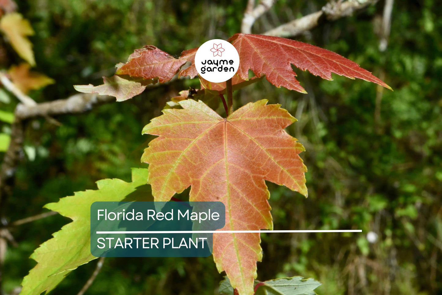 12 Florida Red Maple Trees 8-15" Live Seedlings | Acer Rubrum | Bare Root | Brilliant Scarlet Autumn Foliage