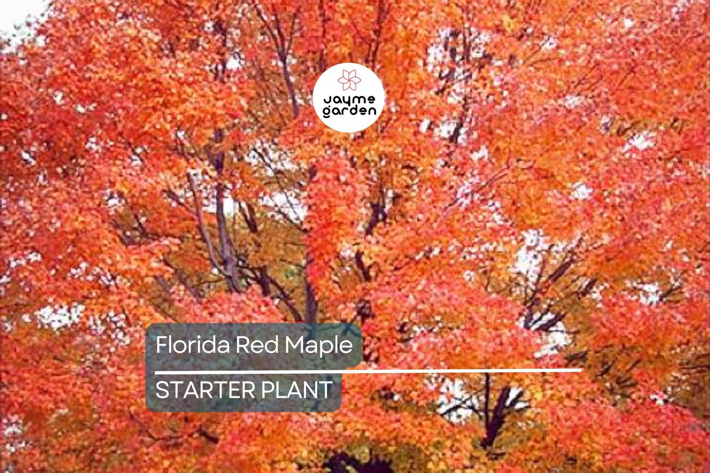 12 Florida Red Maple Trees 8-15" Live Seedlings | Acer Rubrum | Bare Root | Brilliant Scarlet Autumn Foliage