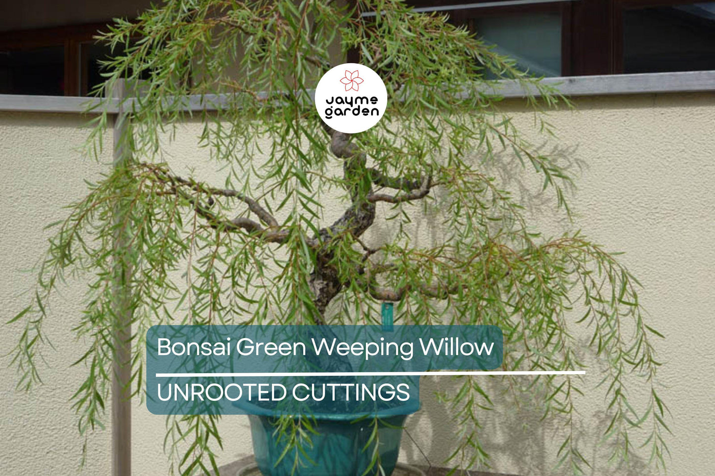 Green Weeping Willow Bonsai Tree Cutting | Thick Trunk | Fast Growing & Easy DIY Gift | Perfect for Beginners and Enthusiasts