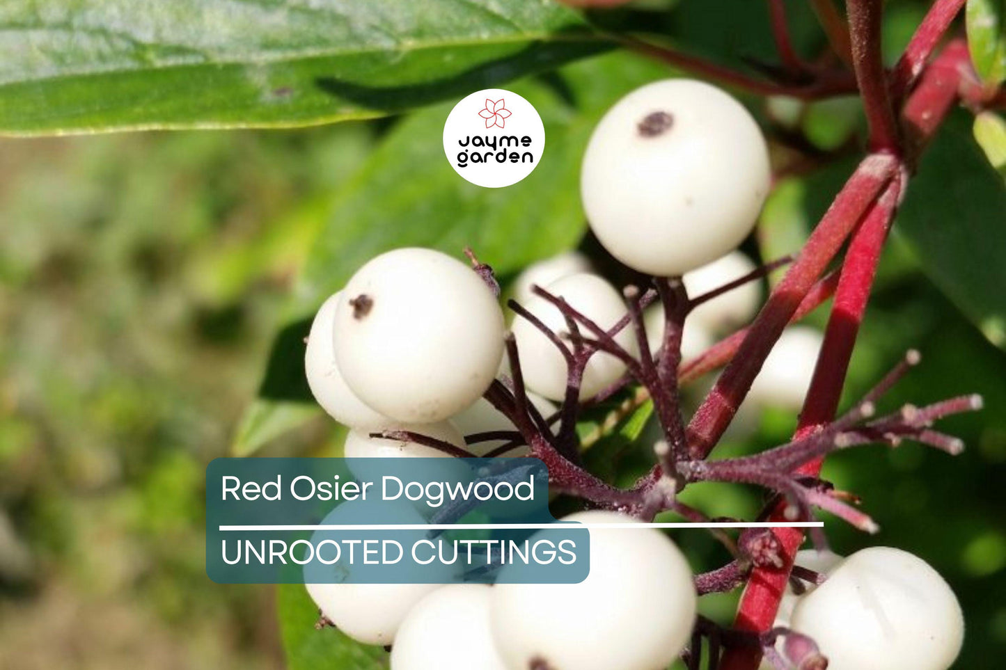 Red Osier Dogwood Cuttings | 12 Live Starter Plants | Native Shrub for Hedges, Wildlife, and Pollinators | Hardy Zones 2-7