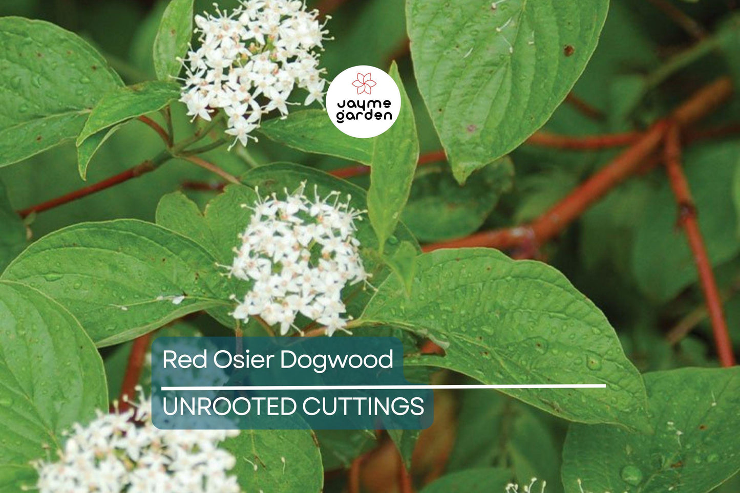 Red Osier Dogwood Cuttings | 12 Live Starter Plants | Native Shrub for Hedges, Wildlife, and Pollinators | Hardy Zones 2-7