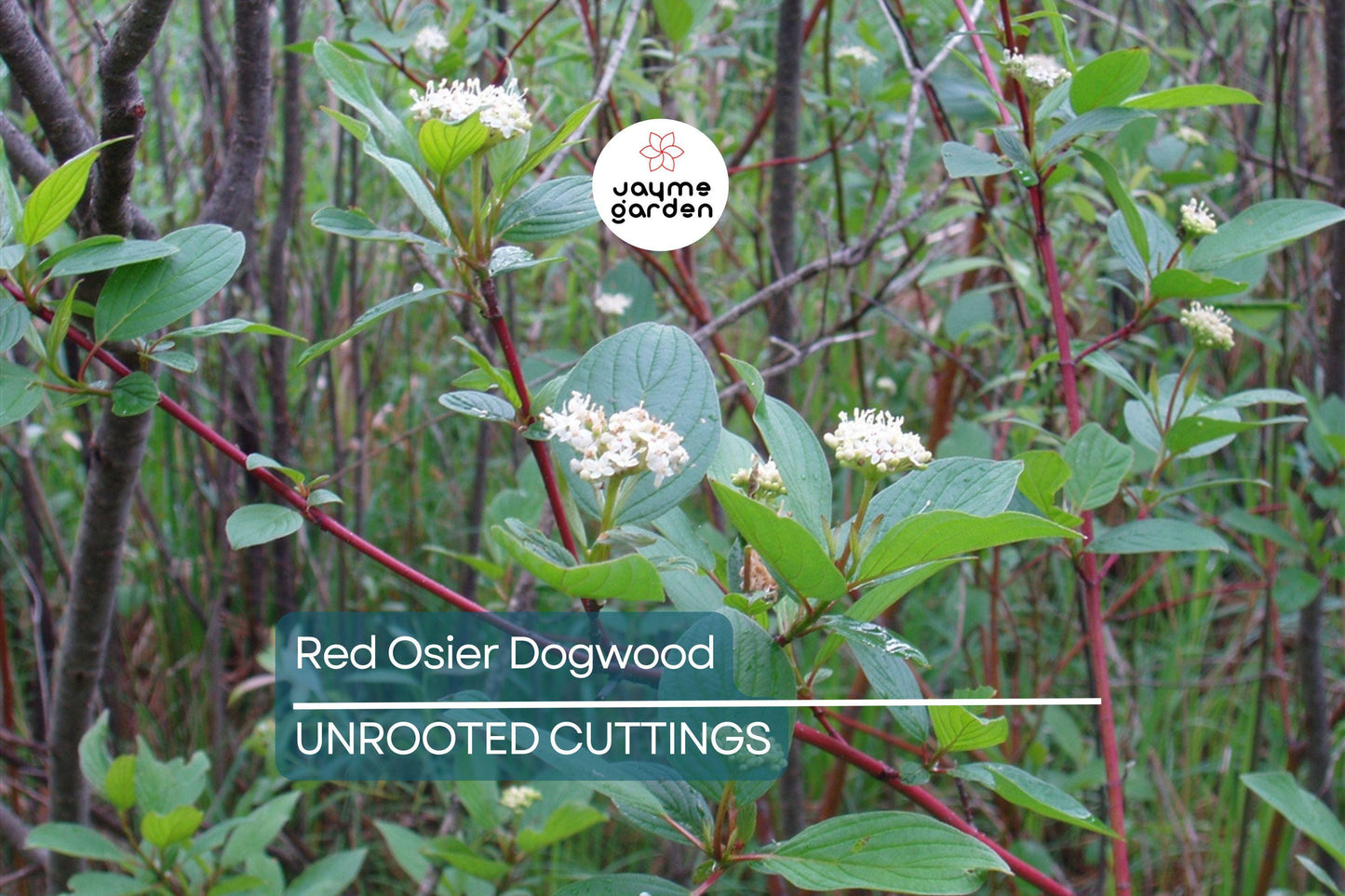 Red Osier Dogwood Cuttings | 12 Live Starter Plants | Native Shrub for Hedges, Wildlife, and Pollinators | Hardy Zones 2-7