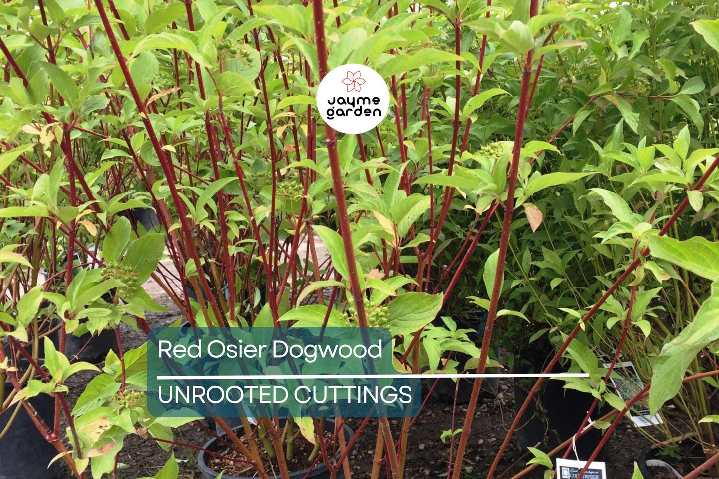 Red Osier Dogwood Cuttings | 12 Live Starter Plants | Native Shrub for Hedges, Wildlife, and Pollinators | Hardy Zones 2-7