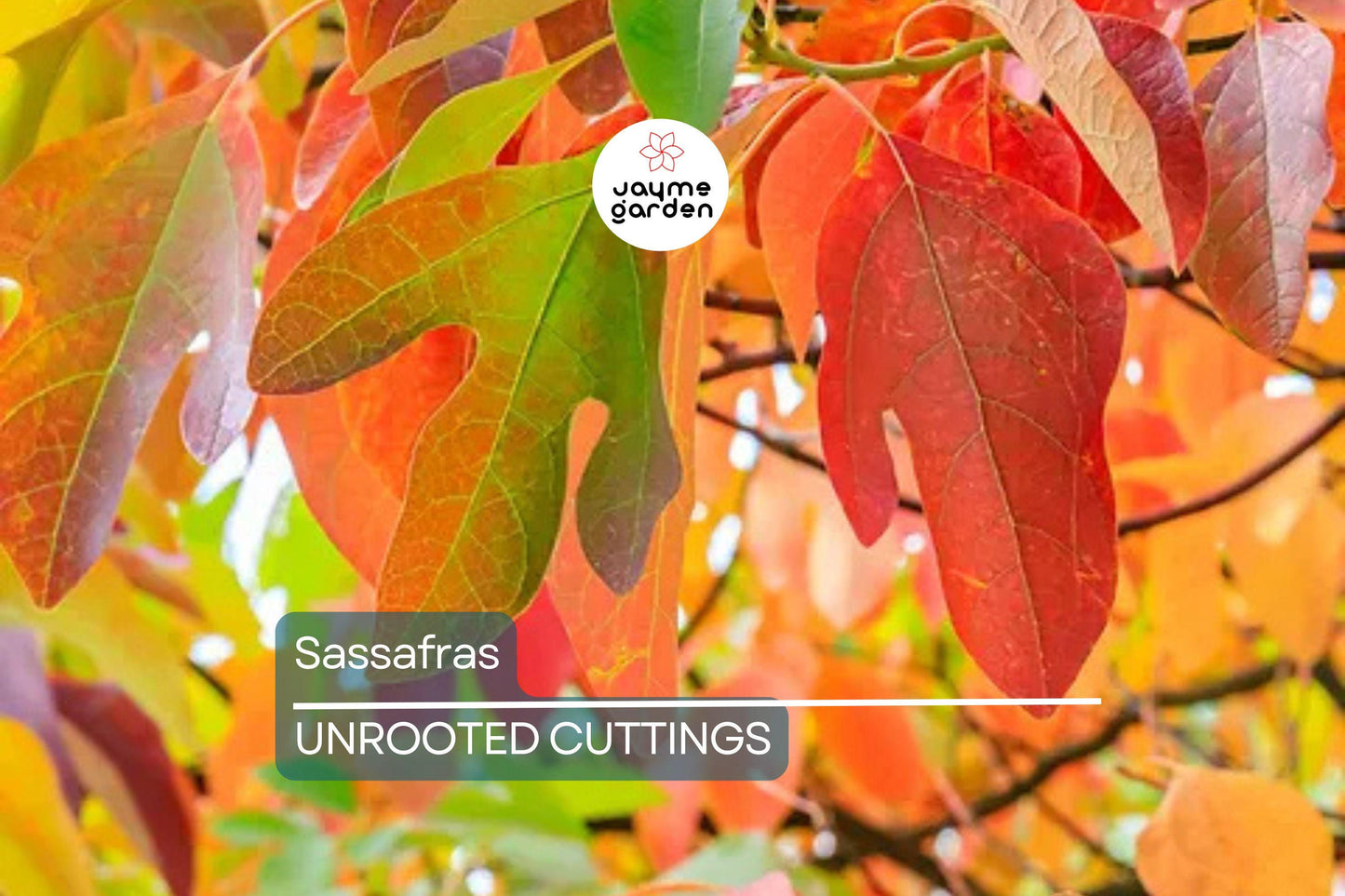 8 Sassafras Cuttings | Grow Your Own Tree | Fast Delivery, Easy Rooting, Beautiful Fall Colors