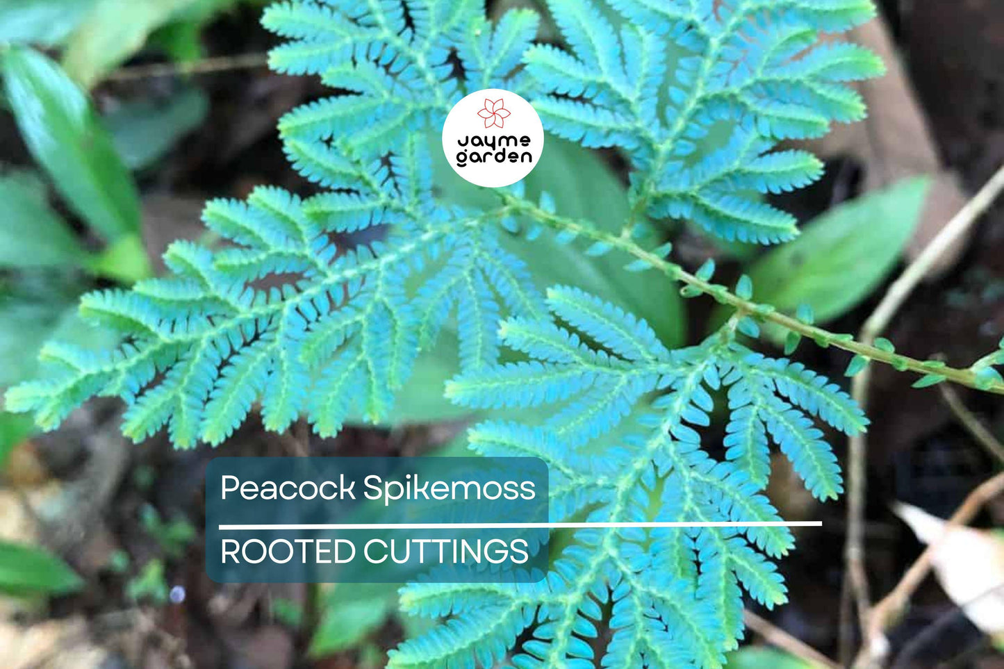 Peacock Spikemoss Rainbow Fern Cutting - Selaginella Uncinata for Terrariums, 5” Portion with Roots