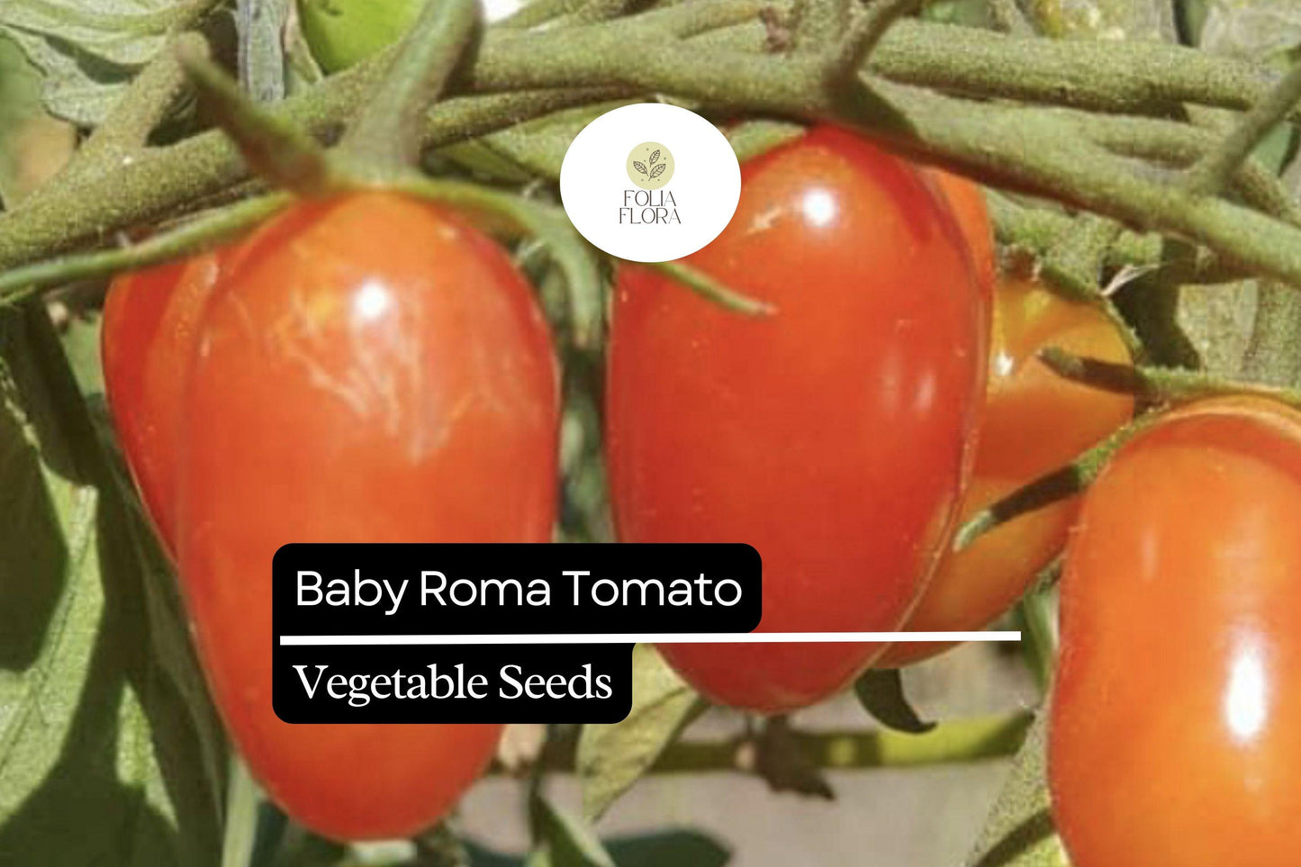 30 Baby Roma Tomato Seeds – Sweet & Juicy Mini Plum Tomatoes, Heirloom, High-Yield