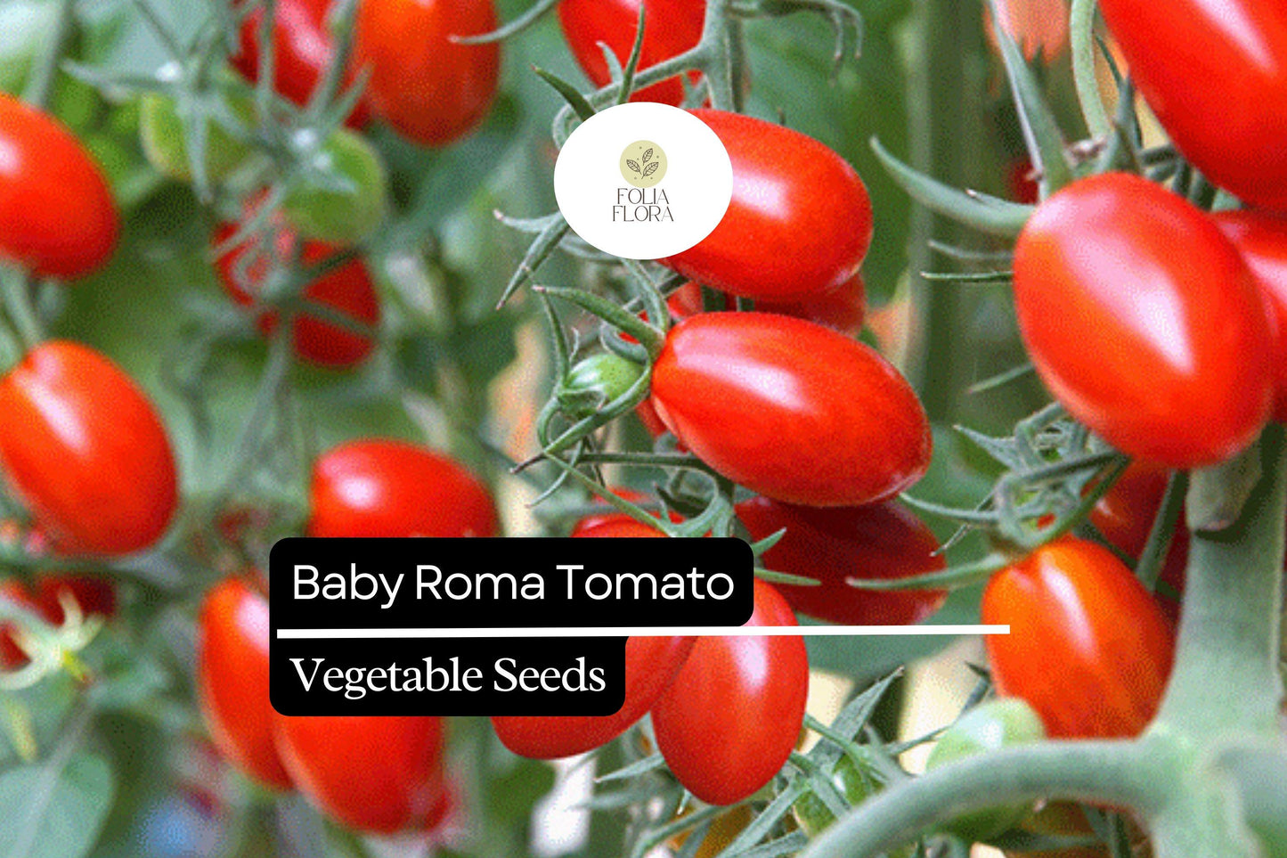 30 Baby Roma Tomato Seeds – Sweet & Juicy Mini Plum Tomatoes, Heirloom, High-Yield