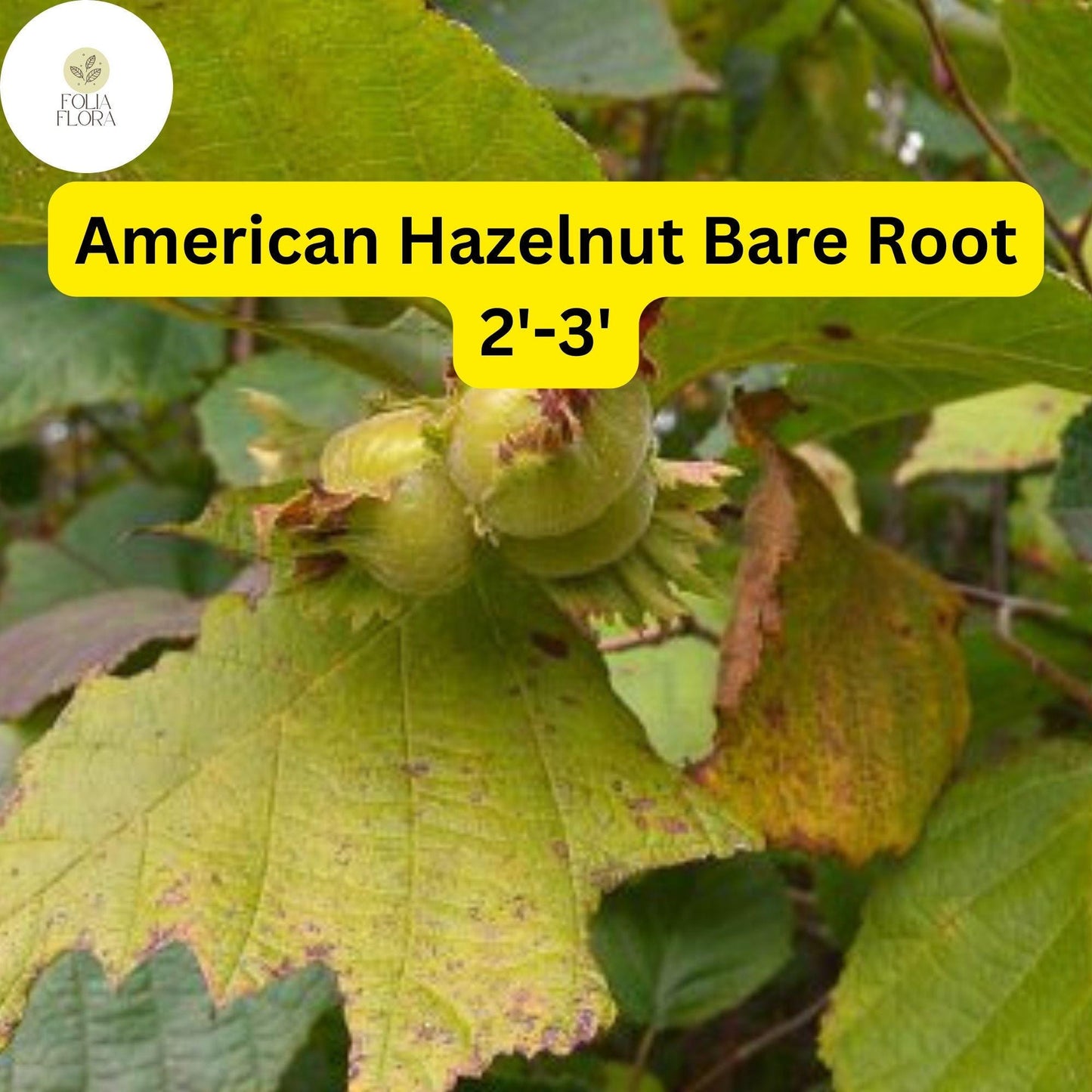 1 American Hazelnut Tree (Corylus americana) – Live Bare Root Plant 2'-3'