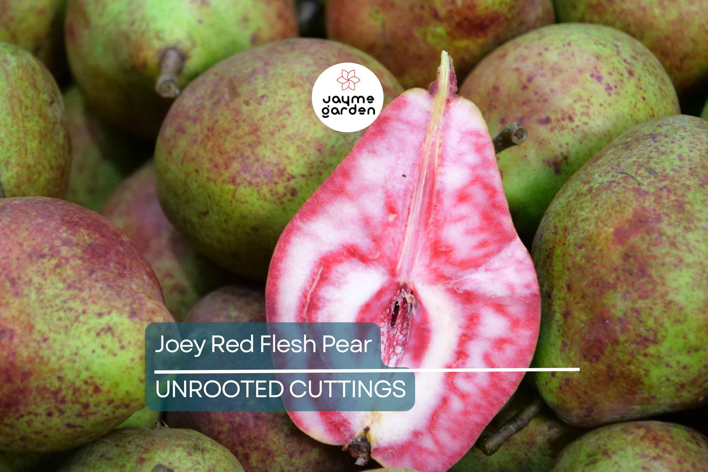 2 Joey Red Flesh Pear Tree Cuttings | Unrooted Scions for Grafting | Unique Cinnamon-Flavored Fruit