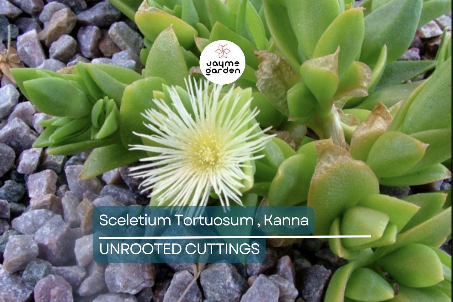 Sceletium Tortuosum Kanna - 7 Unrooted Cuttings, Edible, Air-Purifying, Medium Sunlight, Winter Bloomer, Indoor/Outdoor Gardening