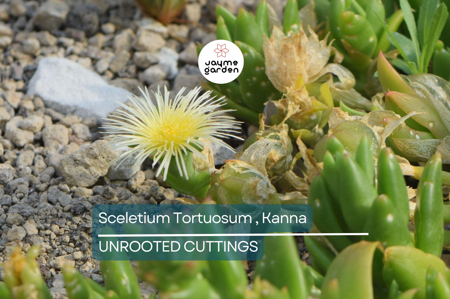 Sceletium Tortuosum Kanna - 7 Unrooted Cuttings, Edible, Air-Purifying, Medium Sunlight, Winter Bloomer, Indoor/Outdoor Gardening