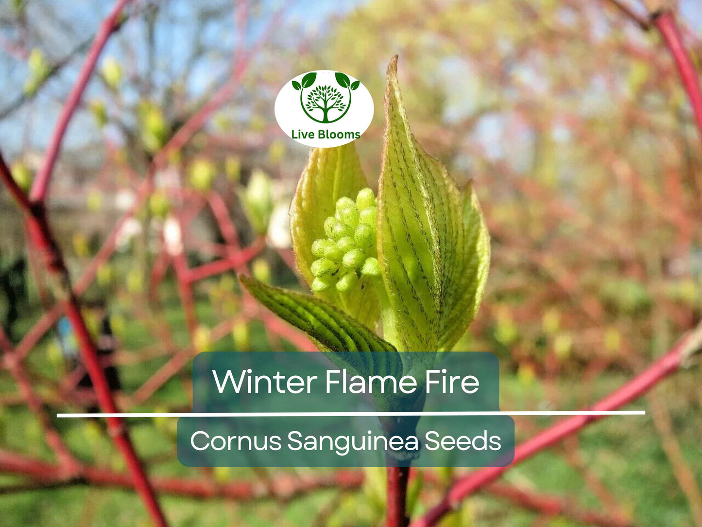 40 Winter Flame Fire Bush Seeds | Bloodtwig Red Dogwood (Cornus Sanguinea) | Vibrant Red Stems, Perfect for Hedges & Winter Landscaping