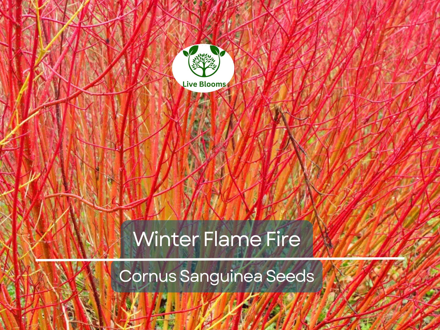 40 Winter Flame Fire Bush Seeds | Bloodtwig Red Dogwood (Cornus Sanguinea) | Vibrant Red Stems, Perfect for Hedges & Winter Landscaping