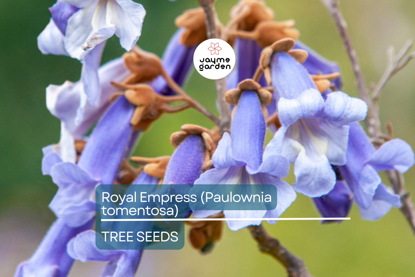 50 Royal Empress Tree Seeds - Fastest Growing Tree - Lavender Flowers - Shade Tree - Non-GMO - Paulownia tomentosa