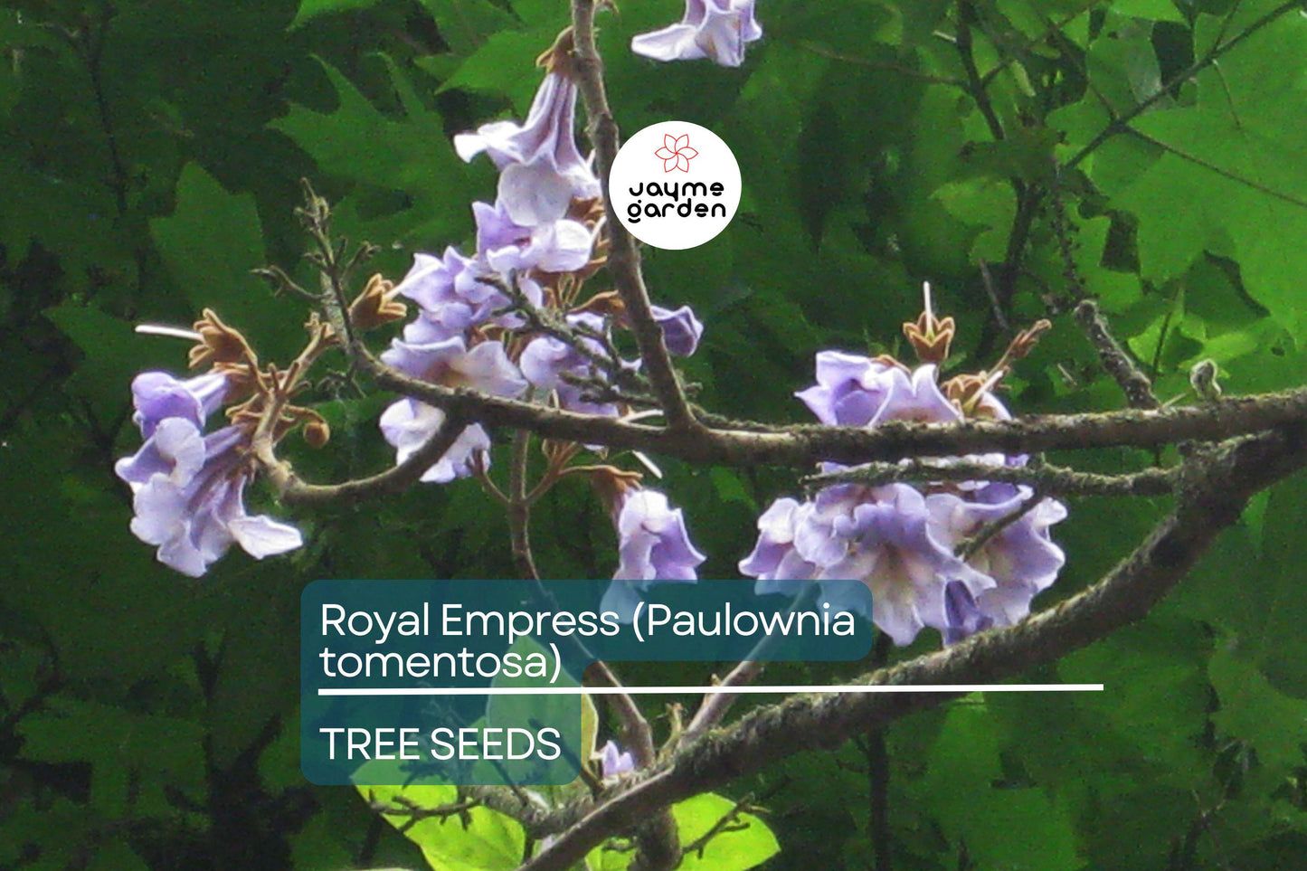 50 Royal Empress Tree Seeds - Fastest Growing Tree - Lavender Flowers - Shade Tree - Non-GMO - Paulownia tomentosa