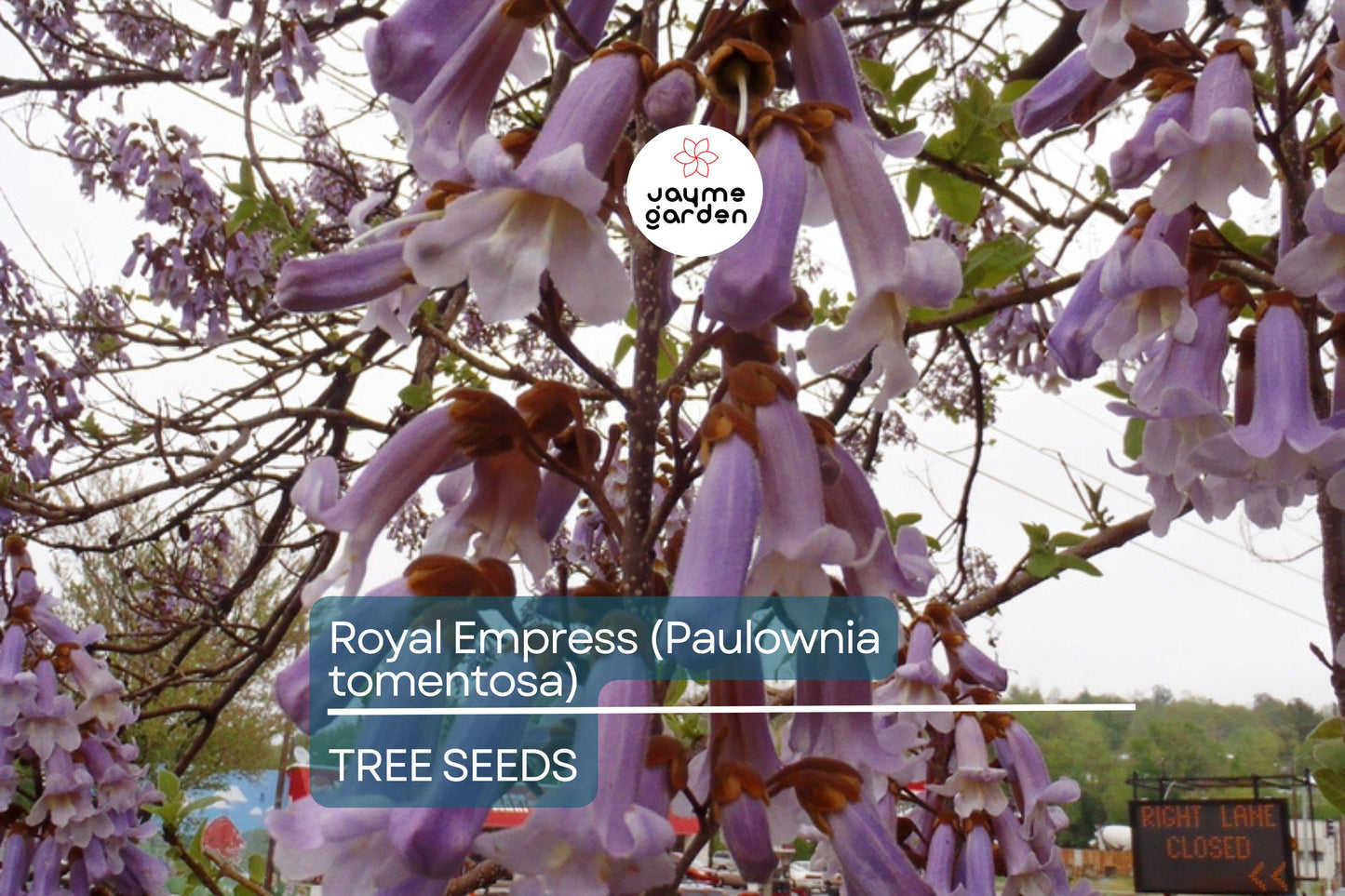 50 Royal Empress Tree Seeds - Fastest Growing Tree - Lavender Flowers - Shade Tree - Non-GMO - Paulownia tomentosa
