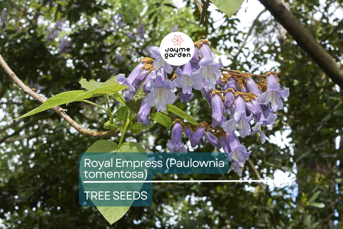 50 Royal Empress Tree Seeds - Fastest Growing Tree - Lavender Flowers - Shade Tree - Non-GMO - Paulownia tomentosa