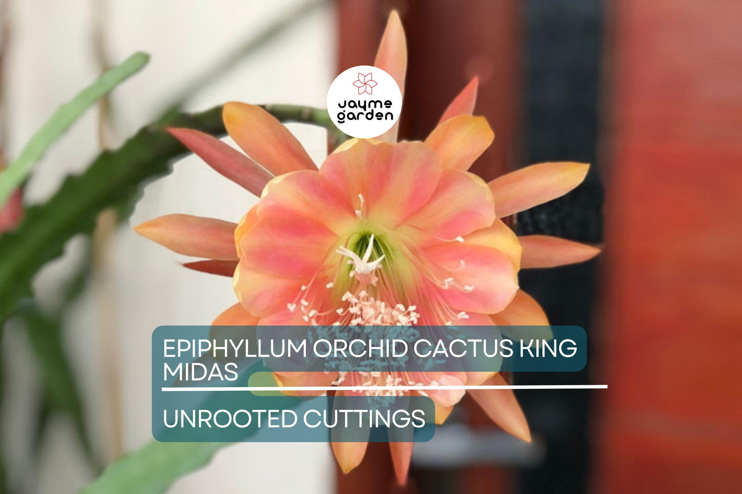 Epiphyllum Orchid Cactus ‘King Midas’ Cutting | 8"-10" Long | Large Vibrant Blooms | Hybrid Epiphyllum Cutting