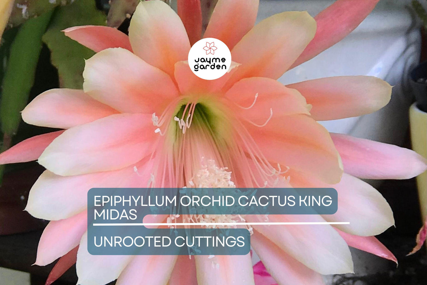 Epiphyllum Orchid Cactus ‘King Midas’ Cutting | 8"-10" Long | Large Vibrant Blooms | Hybrid Epiphyllum Cutting