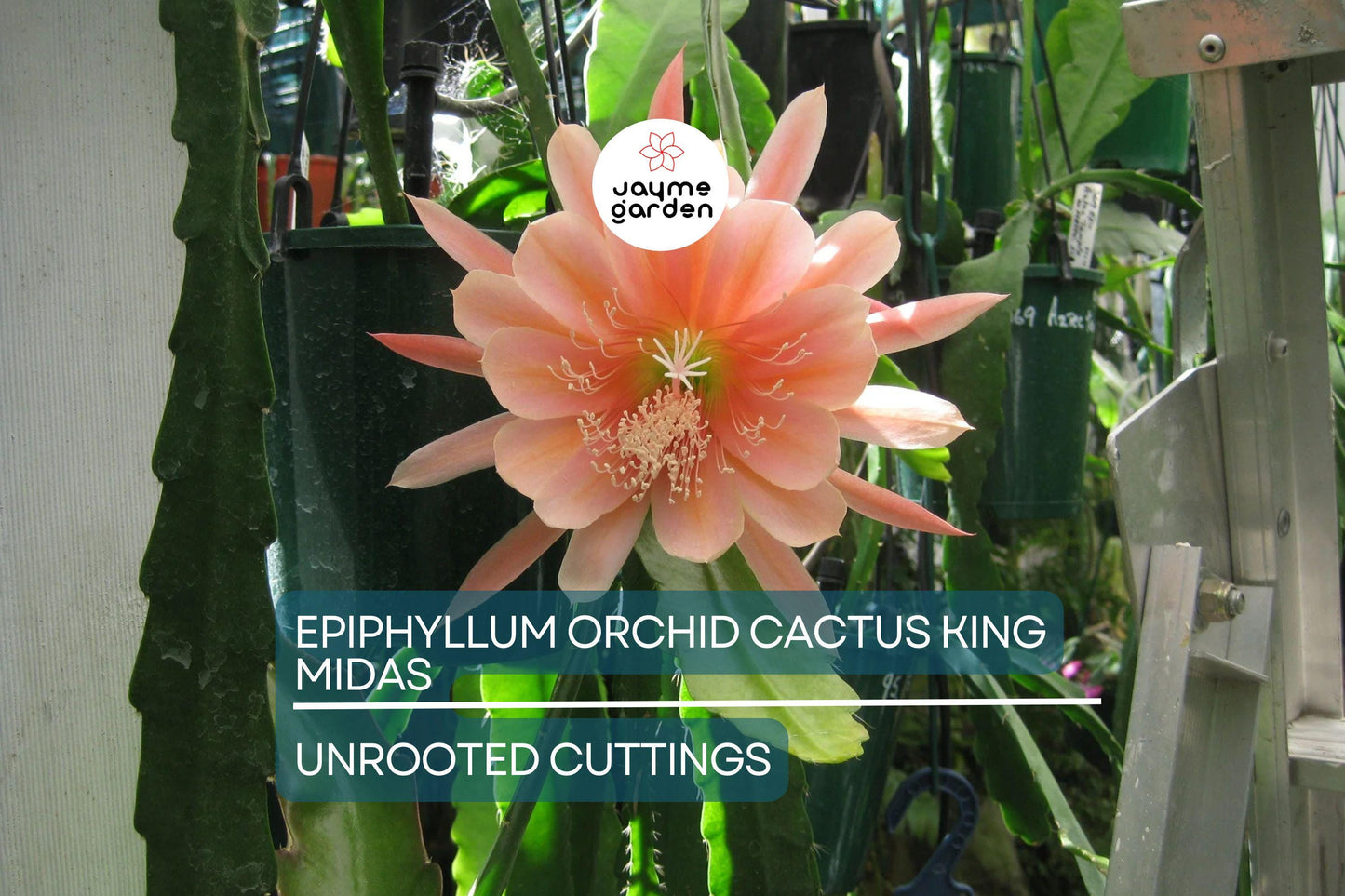 Epiphyllum Orchid Cactus ‘King Midas’ Cutting | 8"-10" Long | Large Vibrant Blooms | Hybrid Epiphyllum Cutting