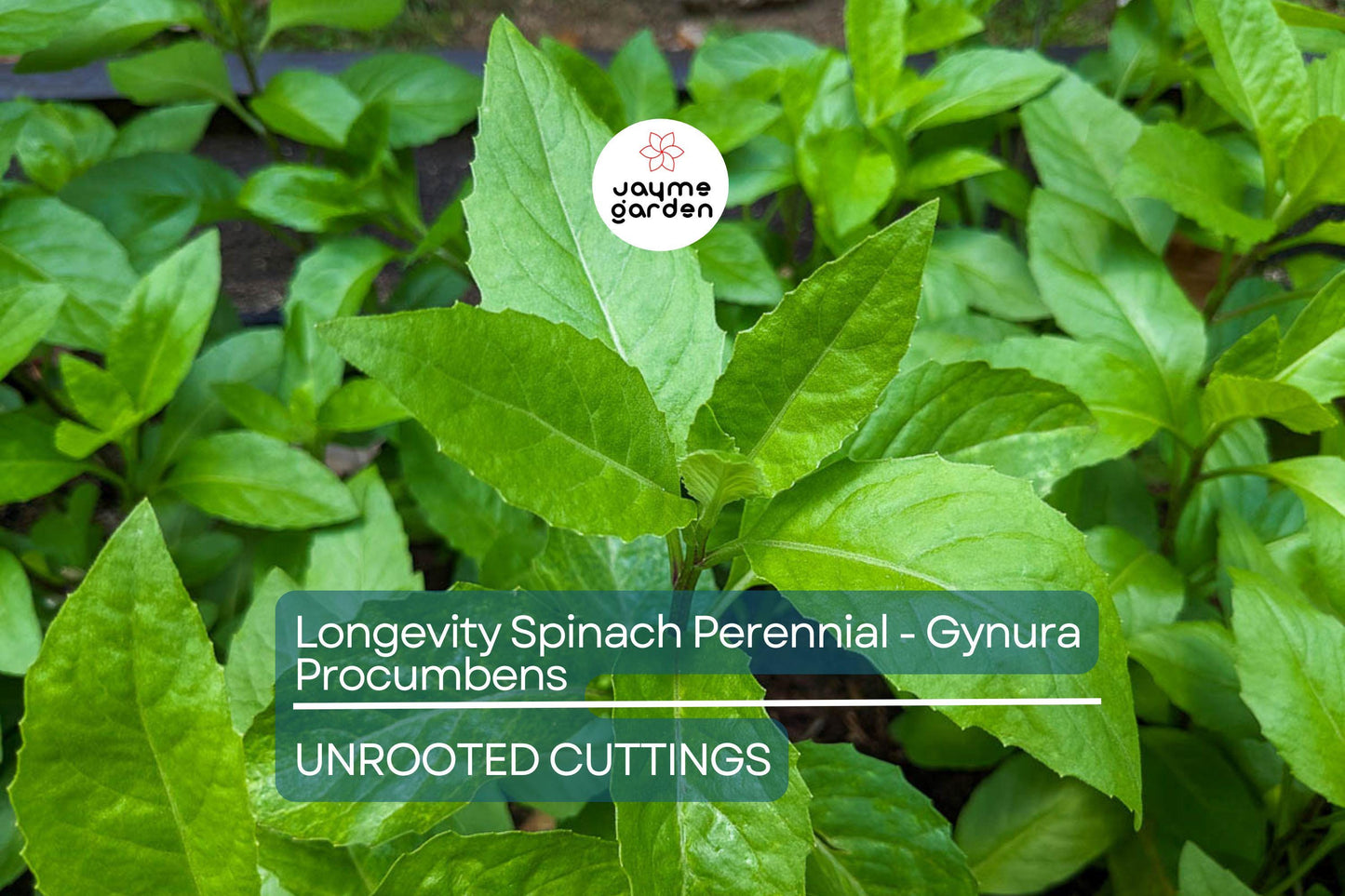 8 Fresh Cuttings – Gynura Procumbens (Longevity Spinach) | Easy-to-Grow Edible Perennial | Nutritious Superfood