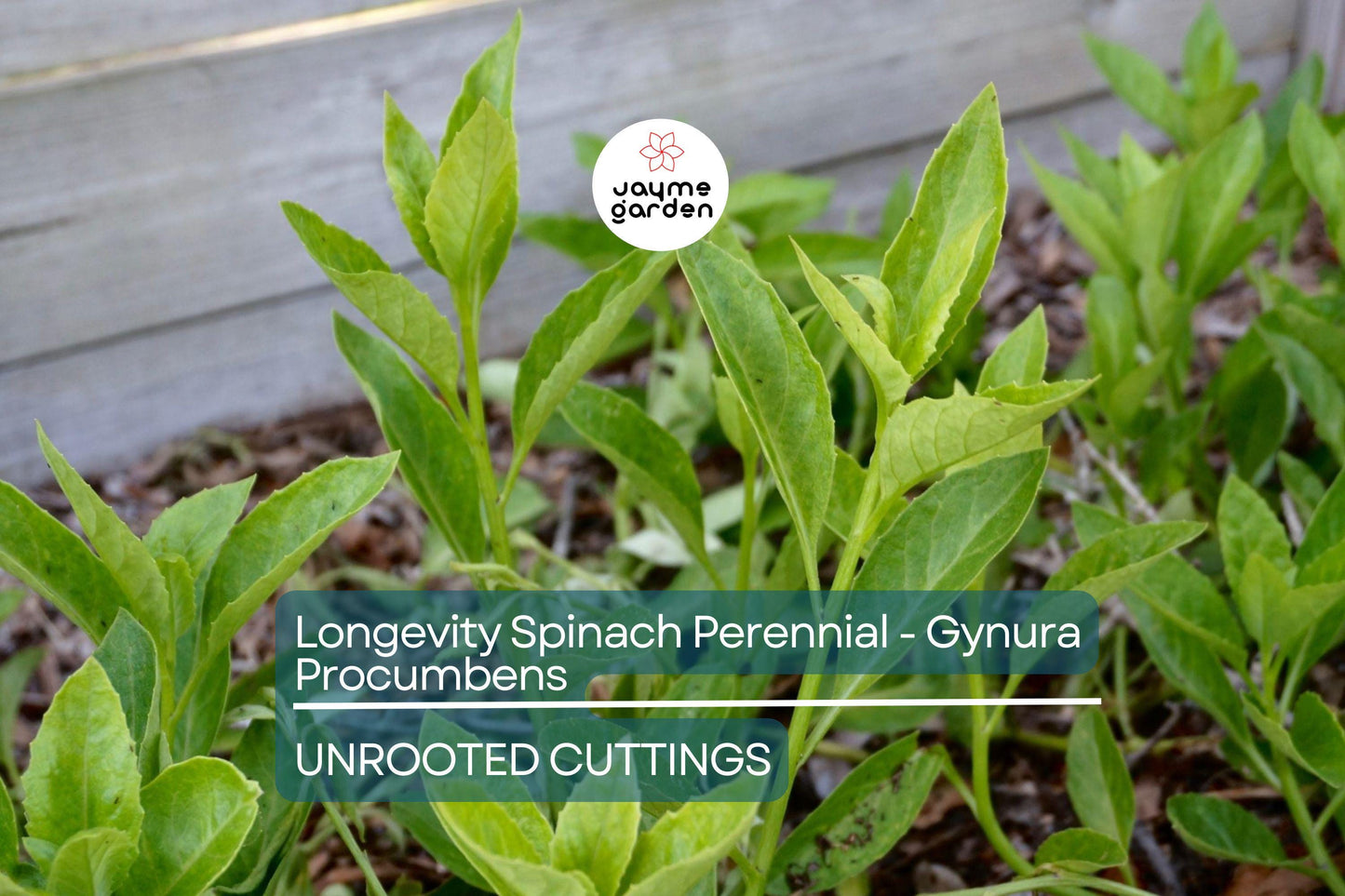 8 Fresh Cuttings – Gynura Procumbens (Longevity Spinach) | Easy-to-Grow Edible Perennial | Nutritious Superfood
