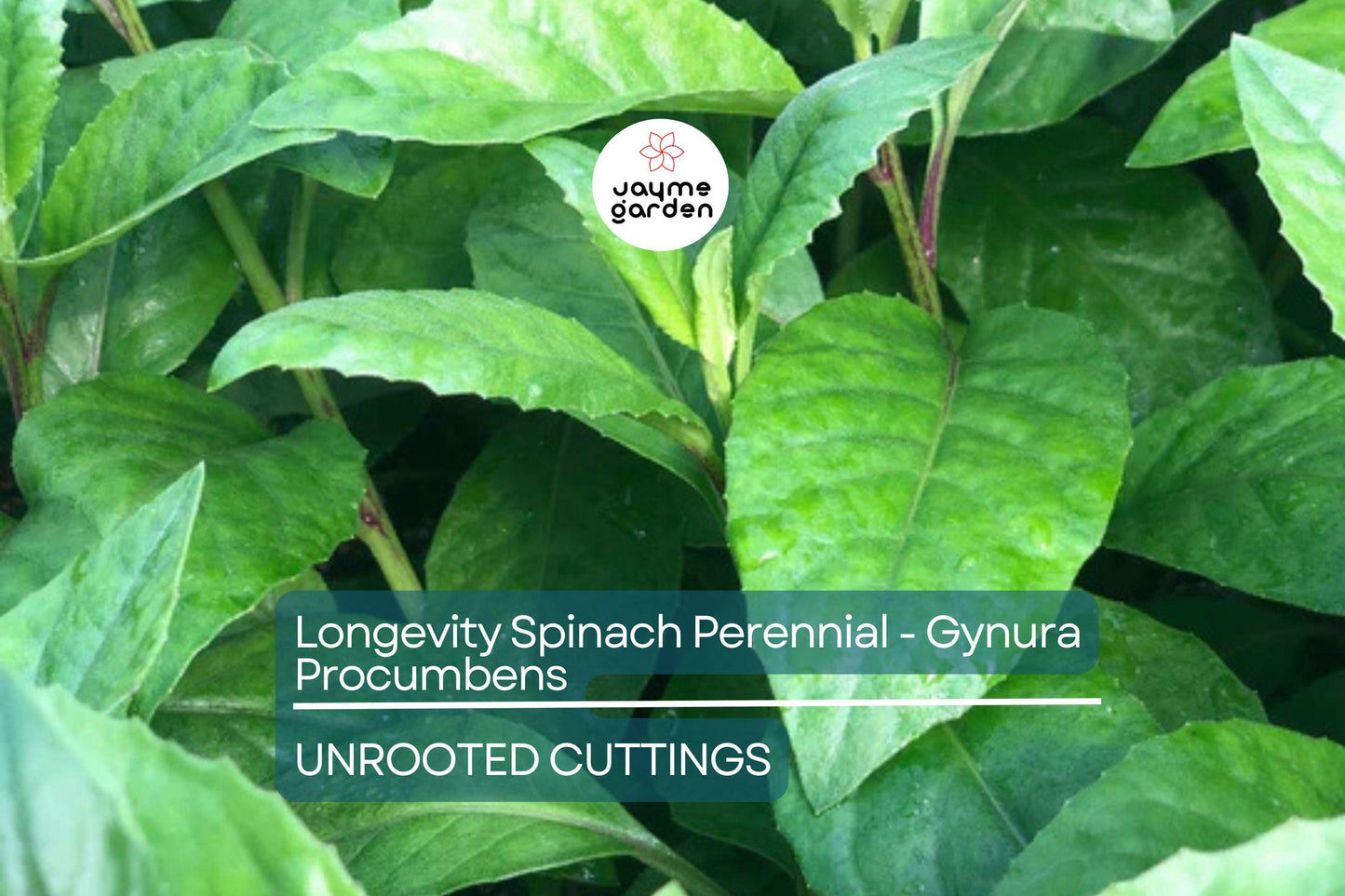 8 Fresh Cuttings – Gynura Procumbens (Longevity Spinach) | Easy-to-Grow Edible Perennial | Nutritious Superfood