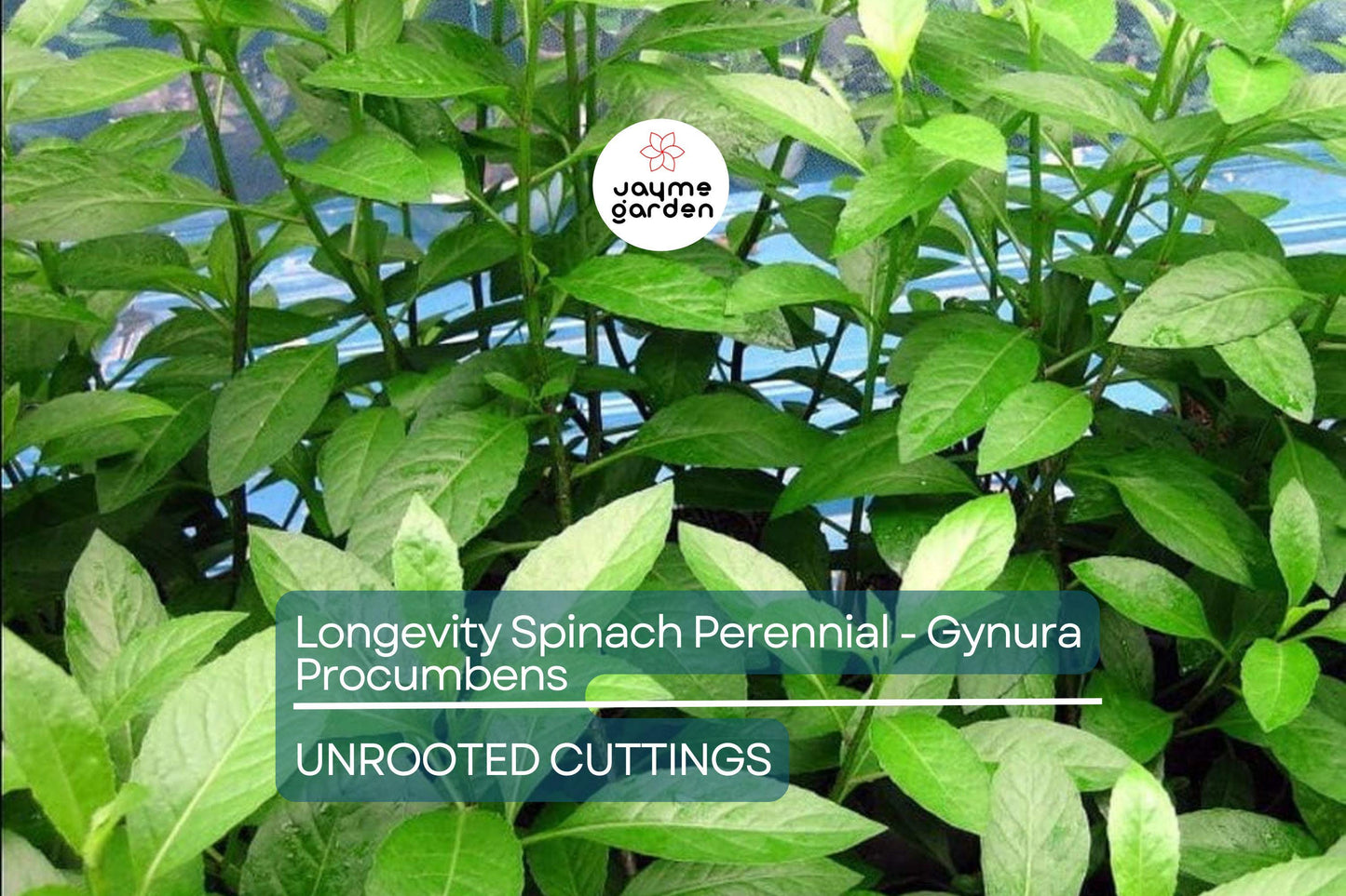 8 Fresh Cuttings – Gynura Procumbens (Longevity Spinach) | Easy-to-Grow Edible Perennial | Nutritious Superfood