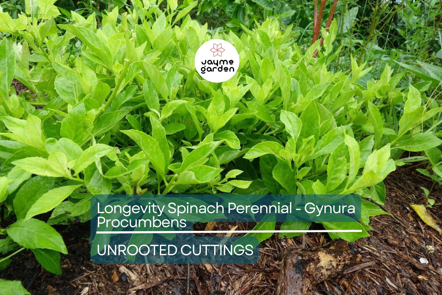 8 Fresh Cuttings – Gynura Procumbens (Longevity Spinach) | Easy-to-Grow Edible Perennial | Nutritious Superfood