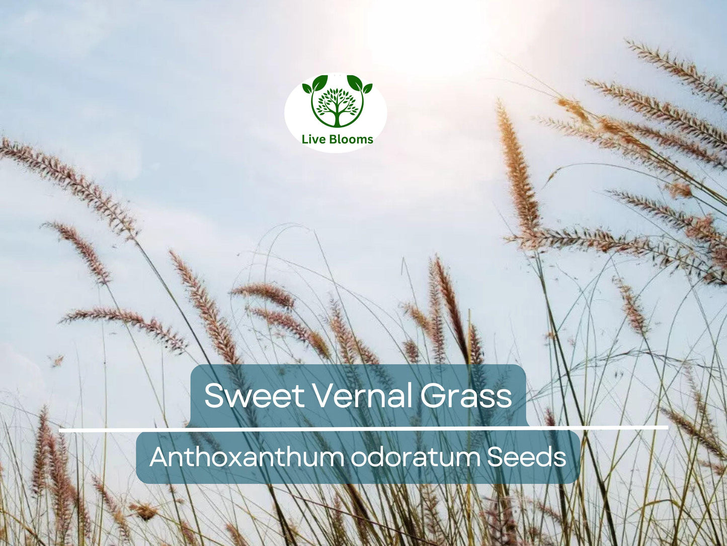 300 Sweet Vernal Grass Seeds – Vanilla Herb (Anthoxanthum odoratum), Fragrant, Perennial Herb, Easy to Grow, Aromatic Lawn or Garden Plant