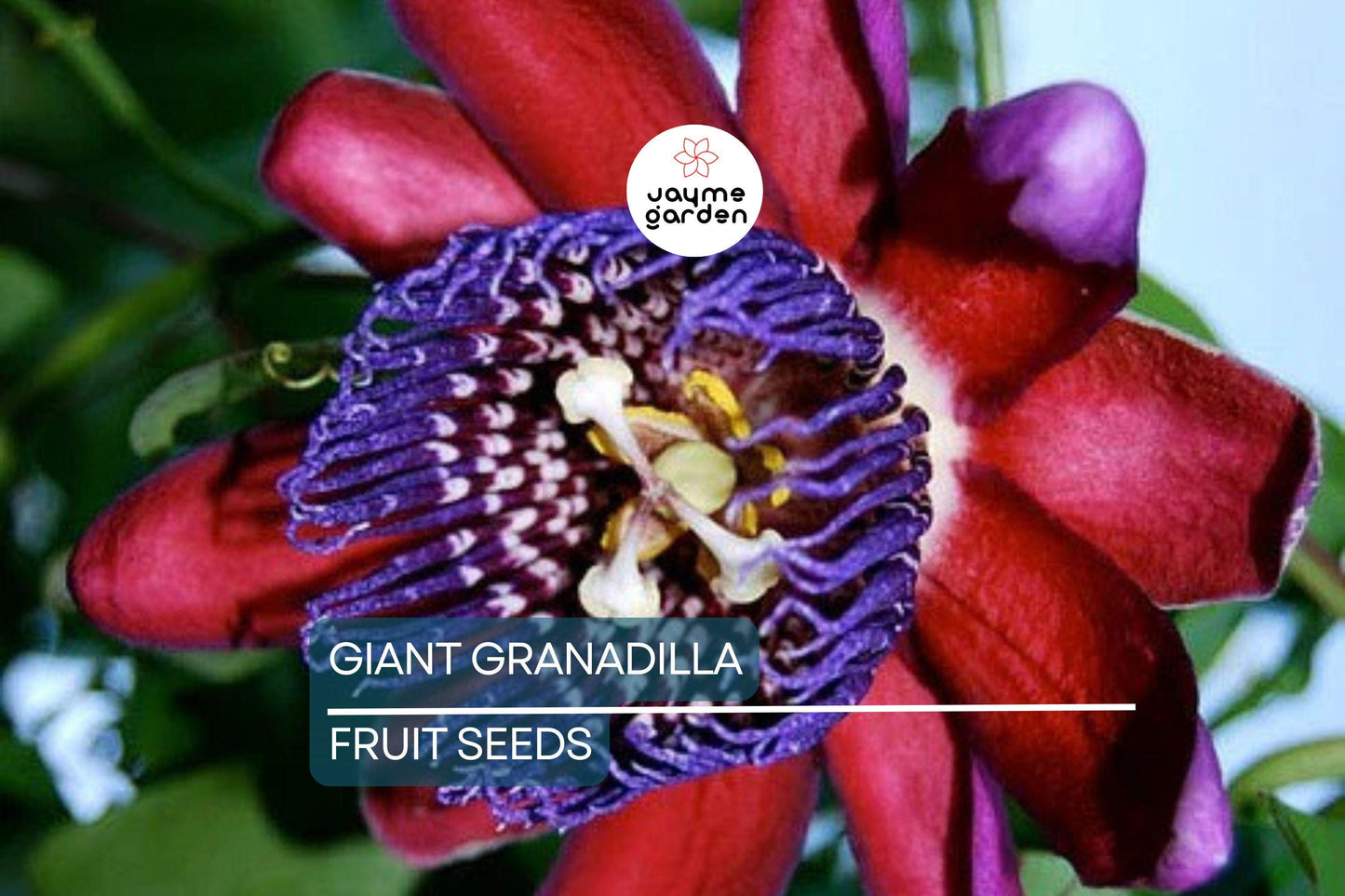 10 Giant Granadilla Seeds (Passiflora quadrangularis) - Huge Passionfruit Vine, Exotic Edible Fruit