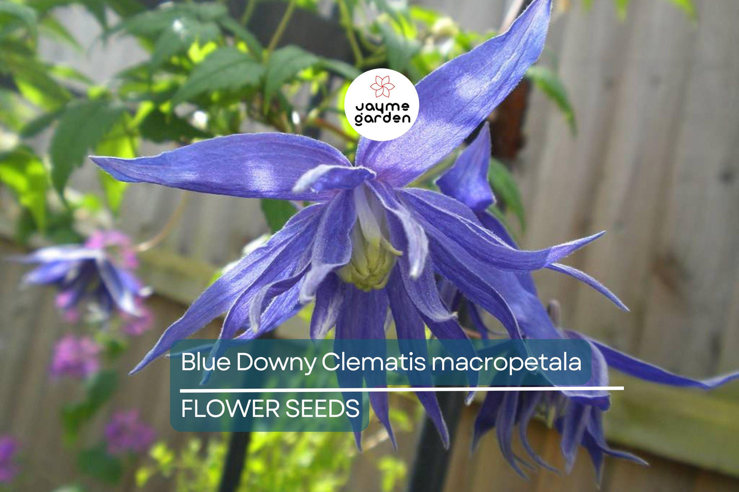 20 Blue Downy Clematis Seeds (Clematis macropetala) - Hardy Climbing Vine, Large Lavender-Blue Flowers