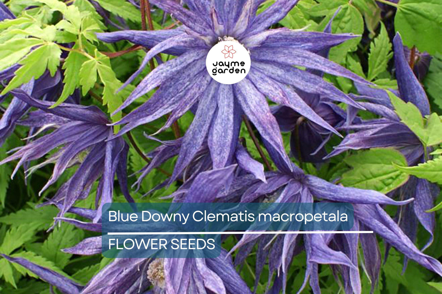 20 Blue Downy Clematis Seeds (Clematis macropetala) - Hardy Climbing Vine, Large Lavender-Blue Flowers