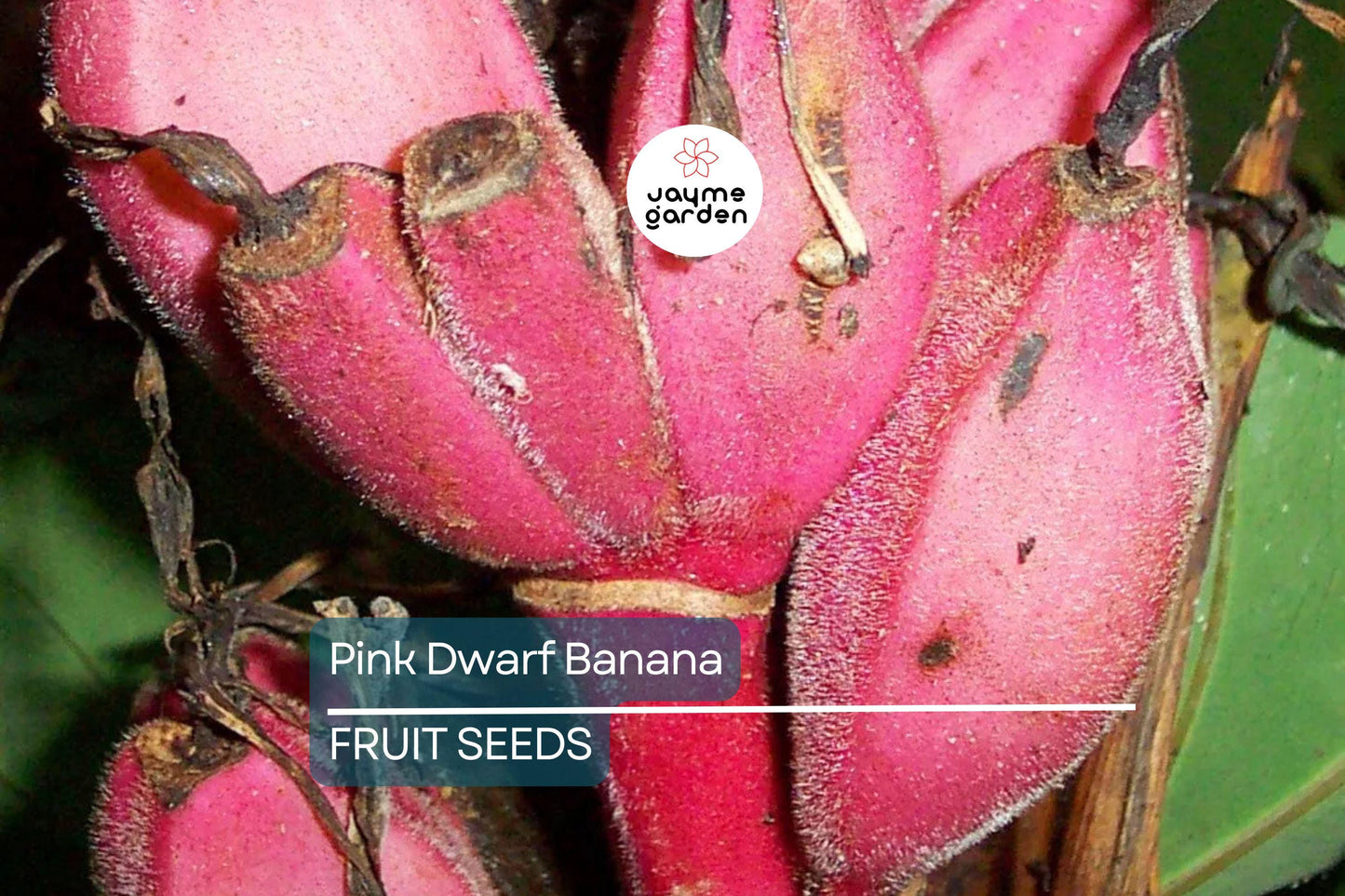 10 Pink Dwarf Banana Tree Seeds (Musa velutina) – Rare Hardy Fruit Plant, Fast-Growing, Zone 7b-11