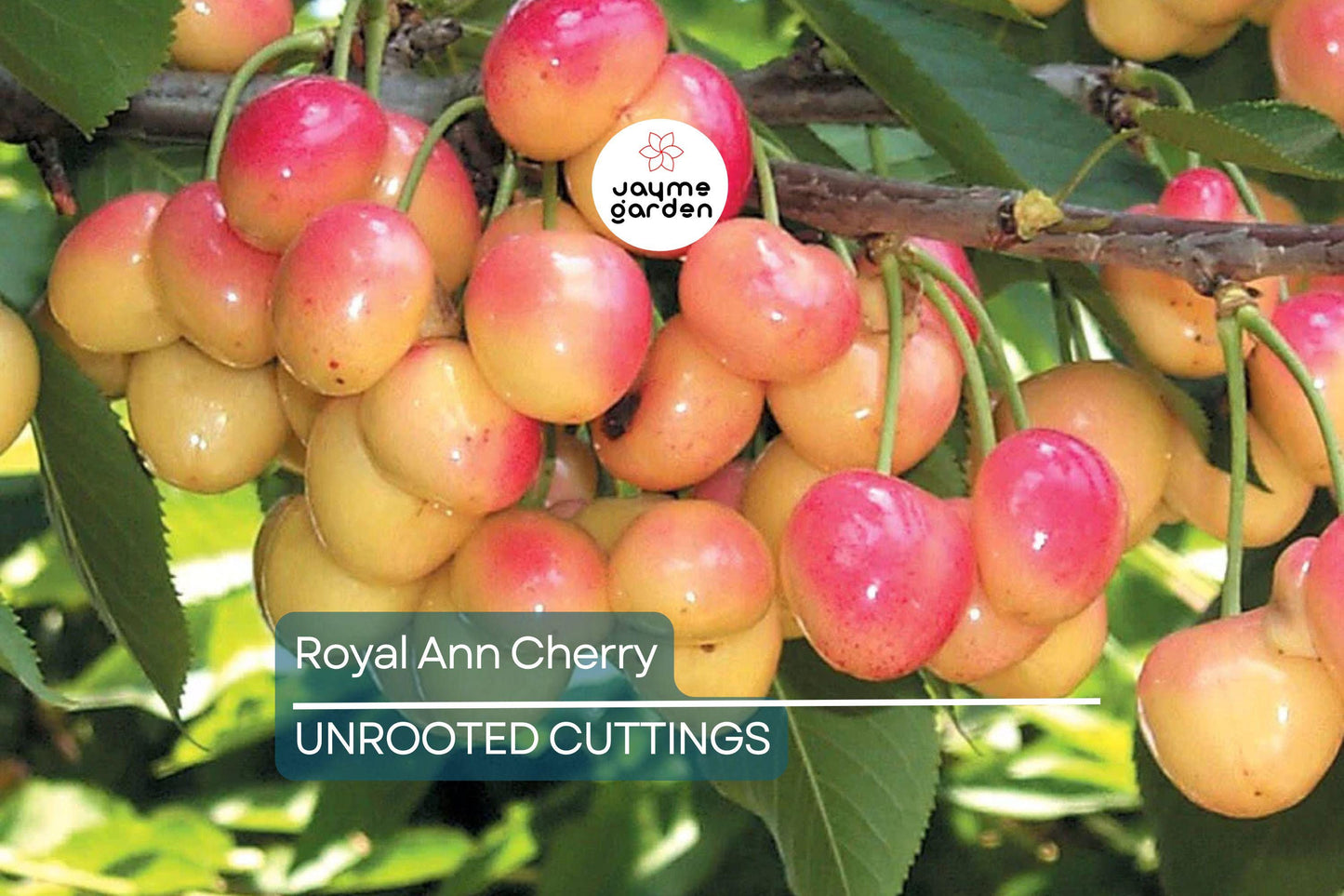 Royal Ann Cherry Tree Scion Cuttings | 3 Fresh Cuttings | Grafting | Cold-Hardy, Sweet Yellow-Red Cherries | Great for Containers