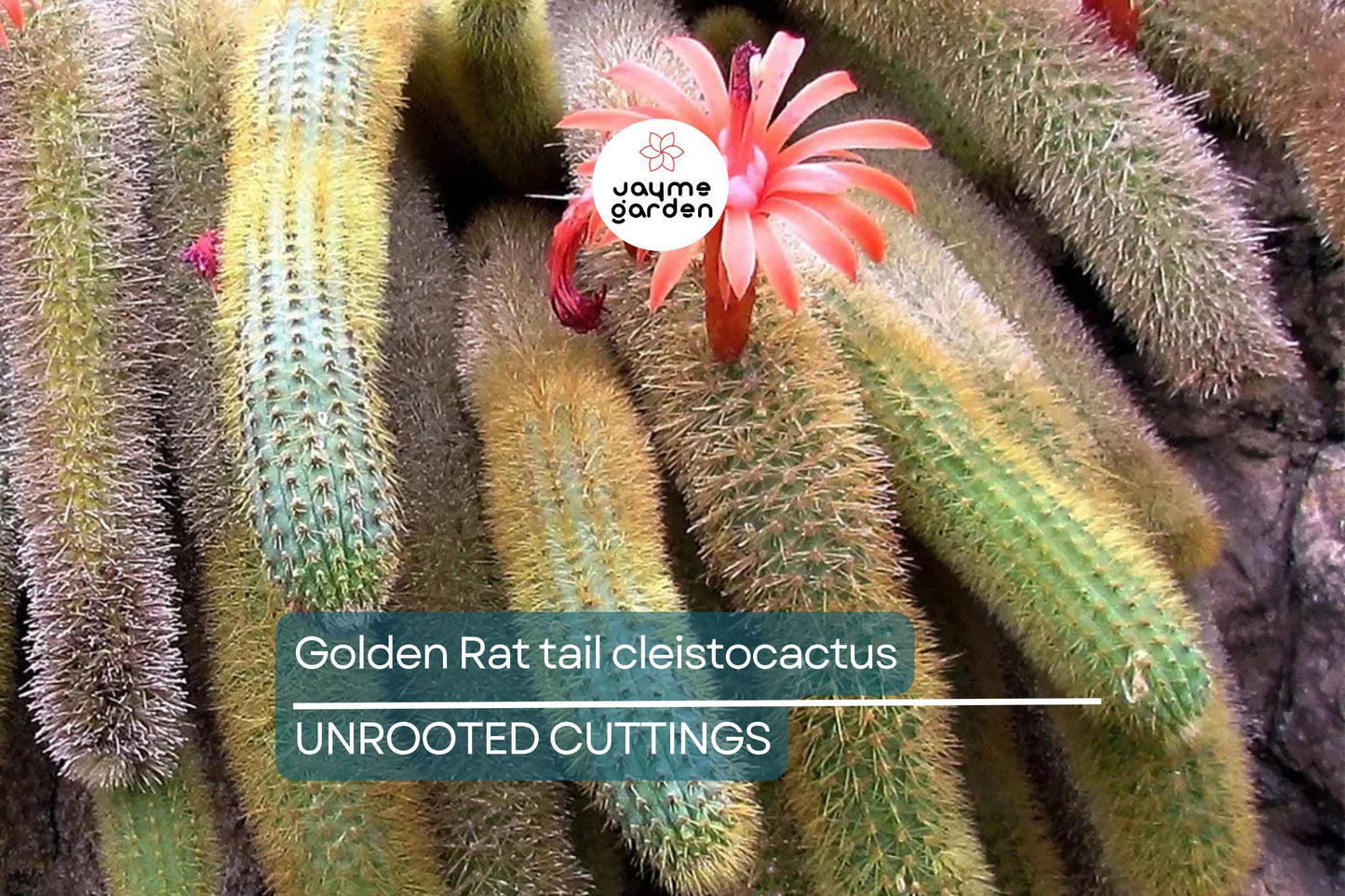 Gold Rat Tail Cactus | 3 Live Cuttings | Rare Cleistocactus Succulent | Drought-Tolerant | Easy to Grow