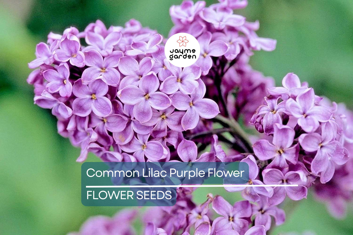 20 Common Lilac Seeds (Syringa vulgaris) – Purple Fragrant Flowering Tree, Hardy Perennial, Zones 3-7