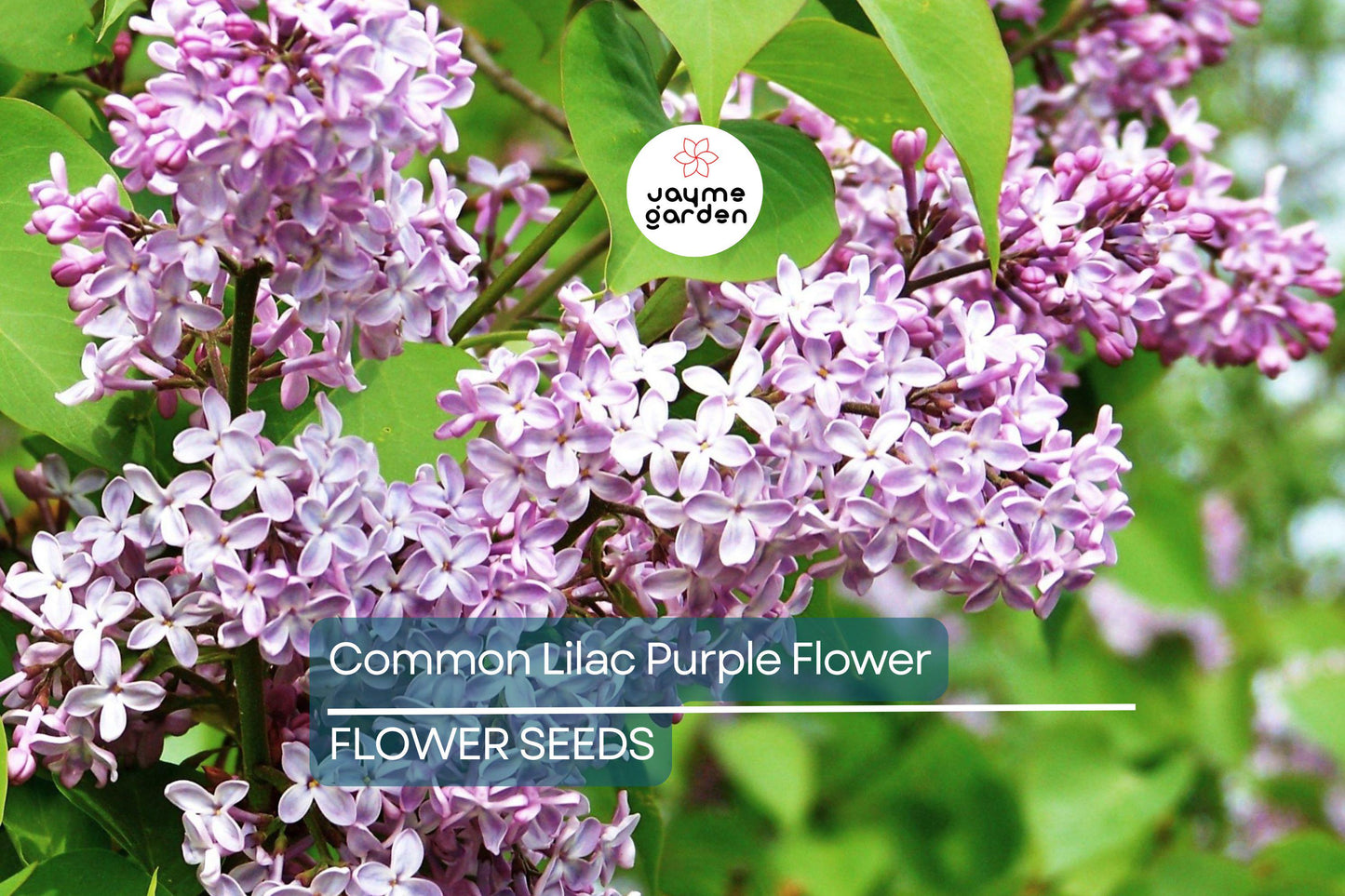 20 Common Lilac Seeds (Syringa vulgaris) – Purple Fragrant Flowering Tree, Hardy Perennial, Zones 3-7