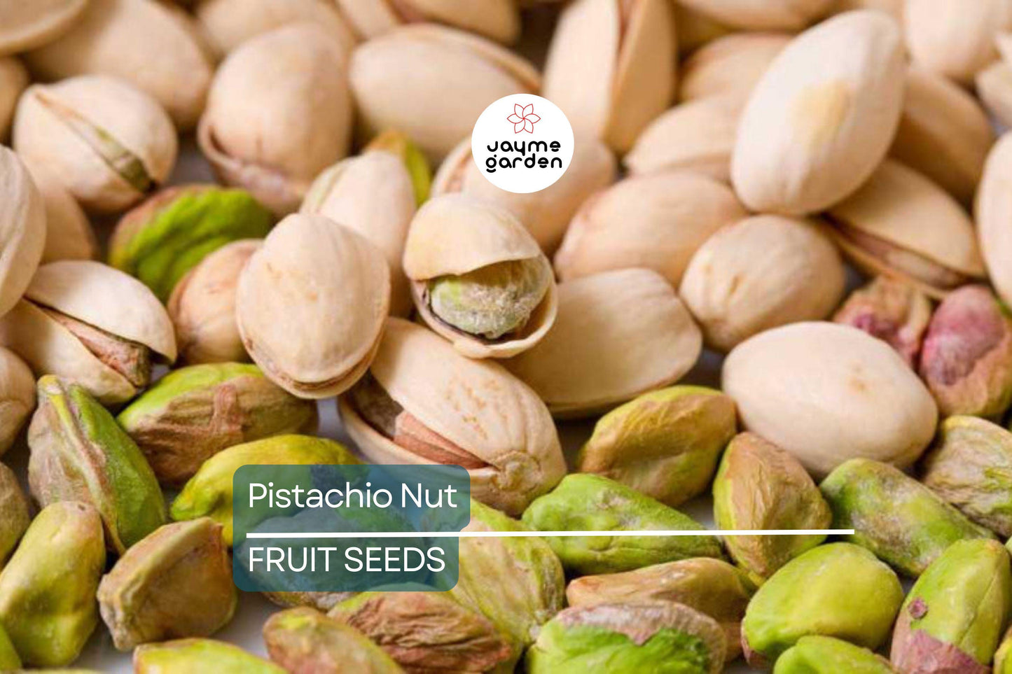 5 Pistachio Nut Tree Seeds (Pistacia vera) – Hardy, Edible Tree for Zones 7-11, Nut-Producing Plant
