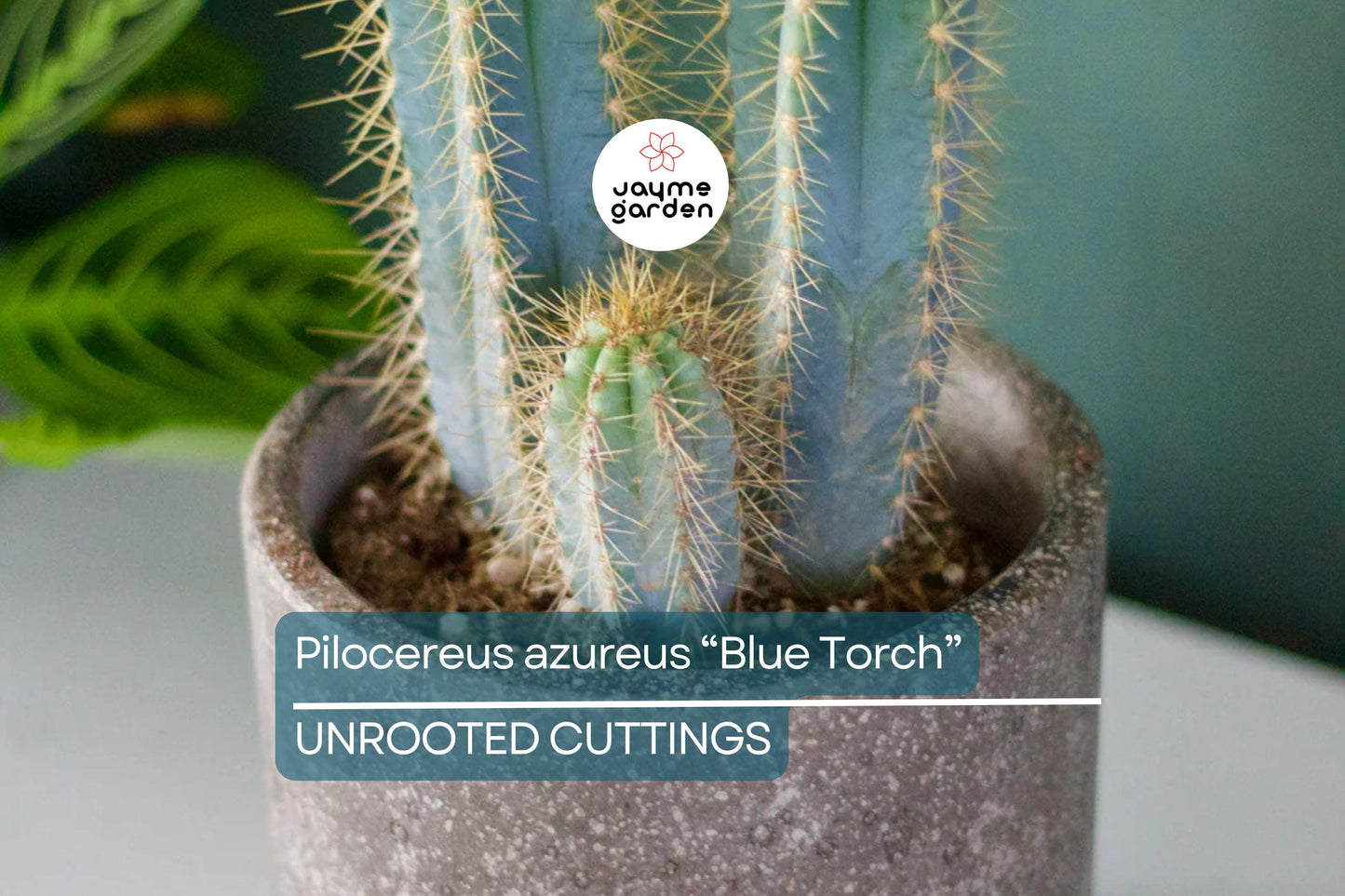 Pilosocereus Azureus ‘Blue Torch’ Cactus | 4” Live Cutting | Rare Blue Cactus | Easy to Root | Night-Blooming |