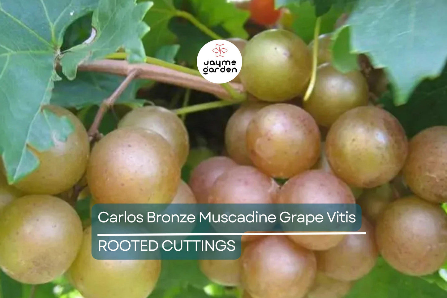 Carlos Bronze Muscadine Grape | 4-8” Live TC Plant | Vitis | Self-Fertile & Edible | Wine and Juice Vine | Cold Hardy |