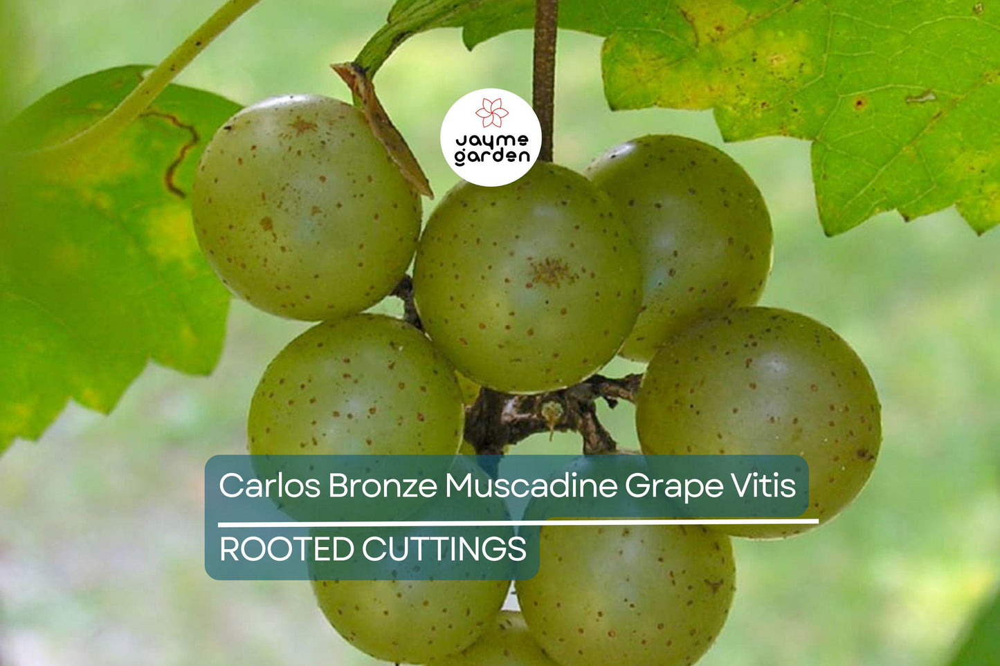 Carlos Bronze Muscadine Grape | 4-8” Live TC Plant | Vitis | Self-Fertile & Edible | Wine and Juice Vine | Cold Hardy |
