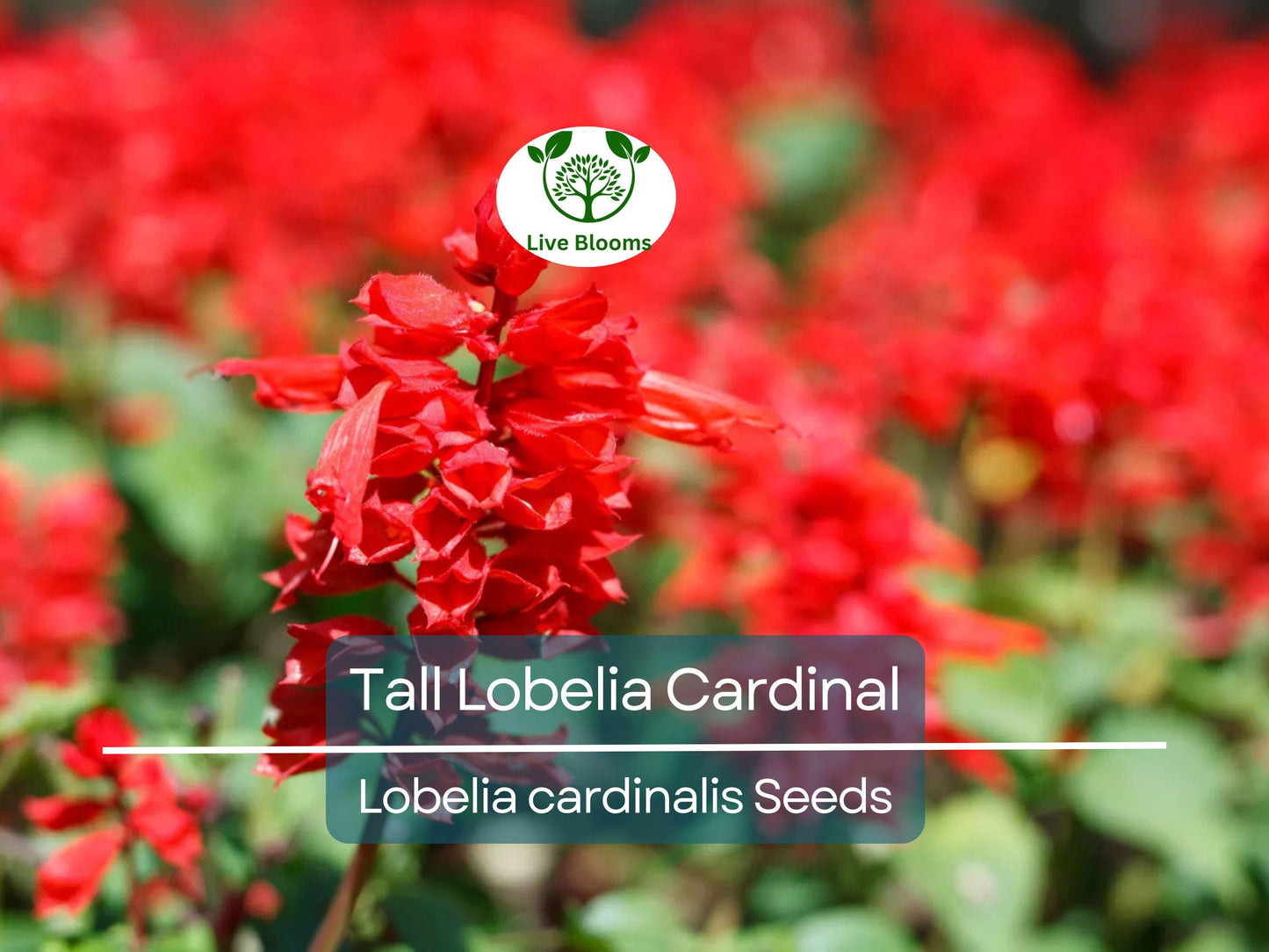 600 Red Wildflower Seeds - Tall Lobelia Cardinal Flower (Lobelia cardinalis) - Bulk, Hardy, Vibrant, Perennial, for Gardens & Pollinators