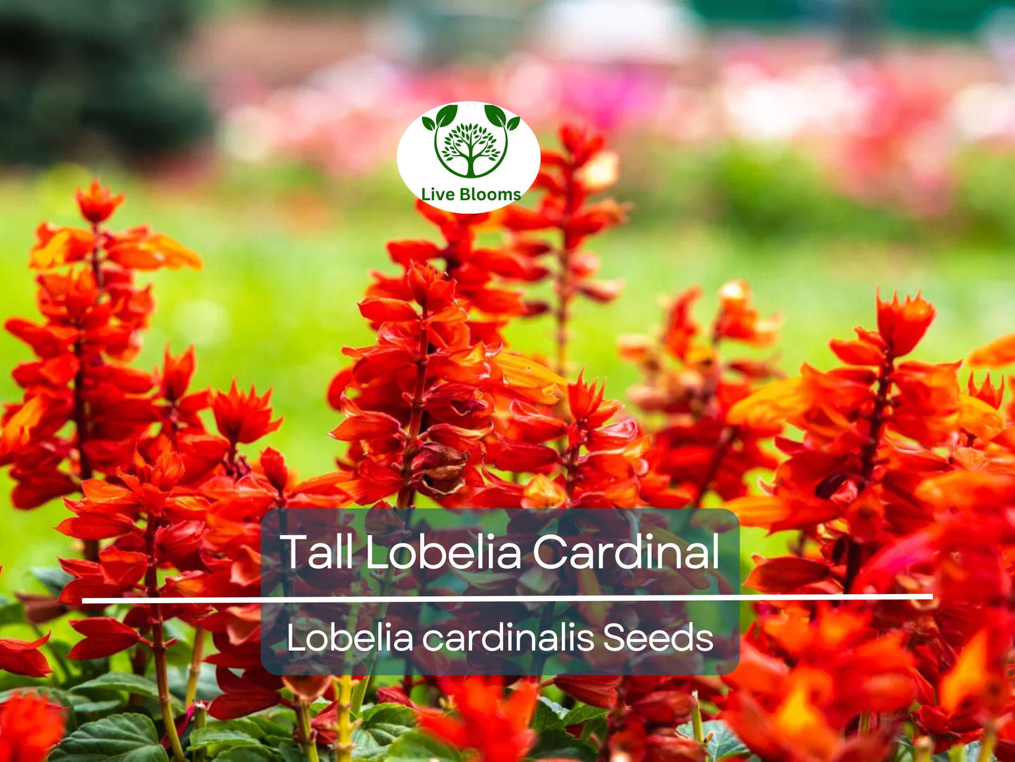 600 Red Wildflower Seeds - Tall Lobelia Cardinal Flower (Lobelia cardinalis) - Bulk, Hardy, Vibrant, Perennial, for Gardens & Pollinators