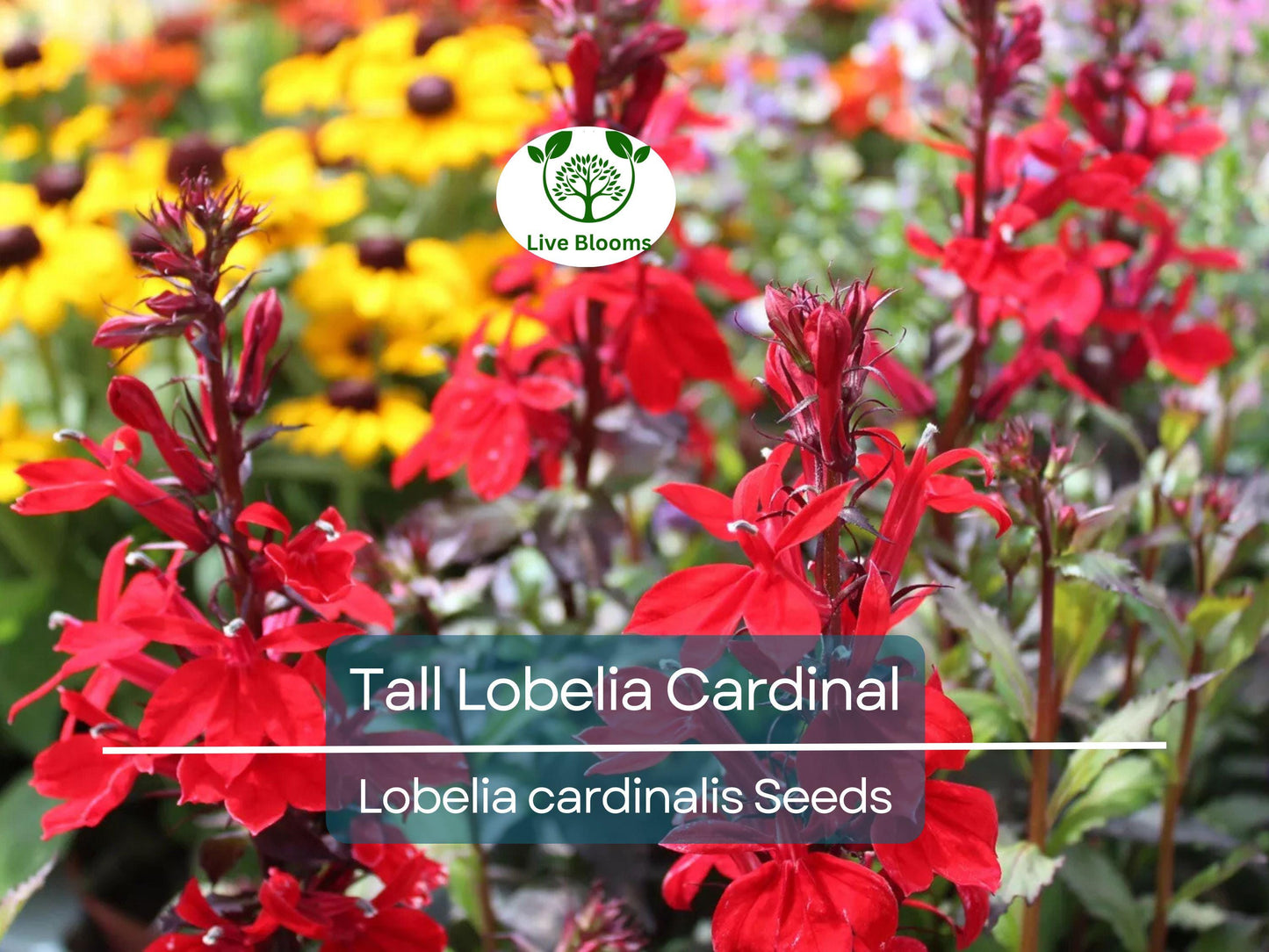 600 Red Wildflower Seeds - Tall Lobelia Cardinal Flower (Lobelia cardinalis) - Bulk, Hardy, Vibrant, Perennial, for Gardens & Pollinators