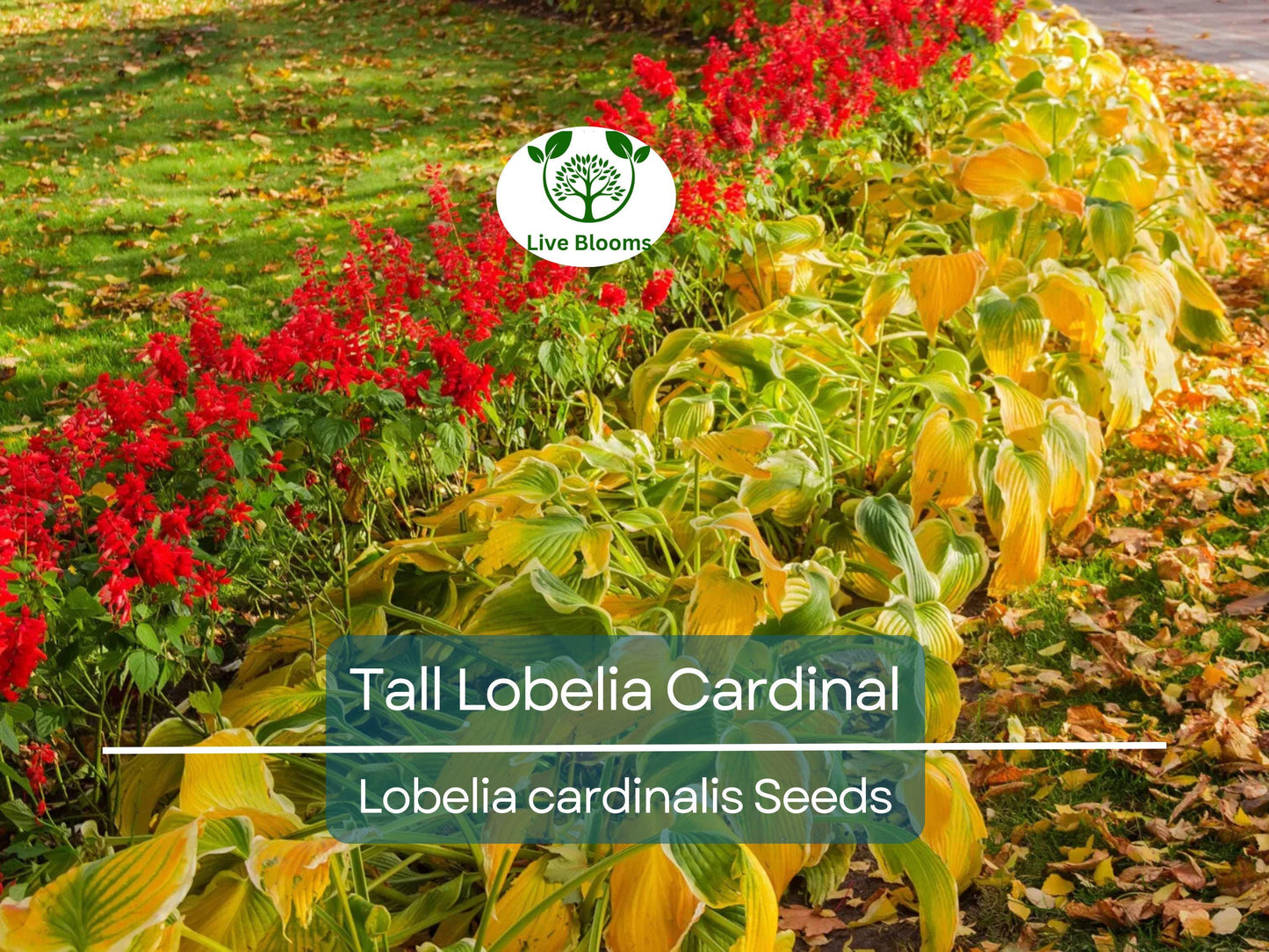600 Red Wildflower Seeds - Tall Lobelia Cardinal Flower (Lobelia cardinalis) - Bulk, Hardy, Vibrant, Perennial, for Gardens & Pollinators