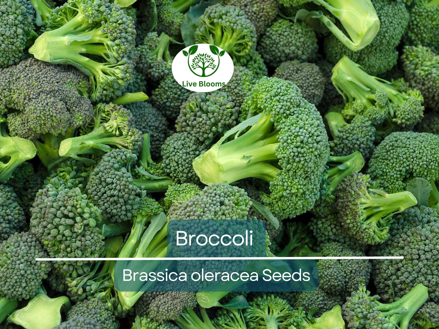 2000 Bulk Broccoli Seeds - Microgreens, Sprouting, or Planting (Brassica oleracea) - Fresh & Nutritious Vegetable Seeds for Healthy Growth