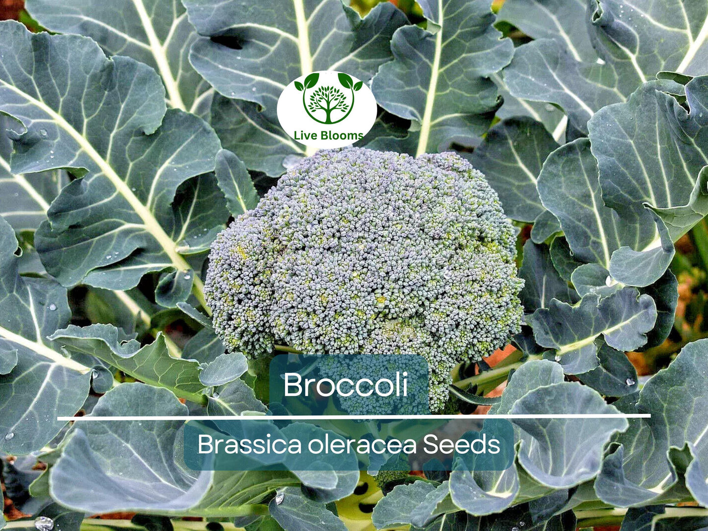 2000 Bulk Broccoli Seeds - Microgreens, Sprouting, or Planting (Brassica oleracea) - Fresh & Nutritious Vegetable Seeds for Healthy Growth